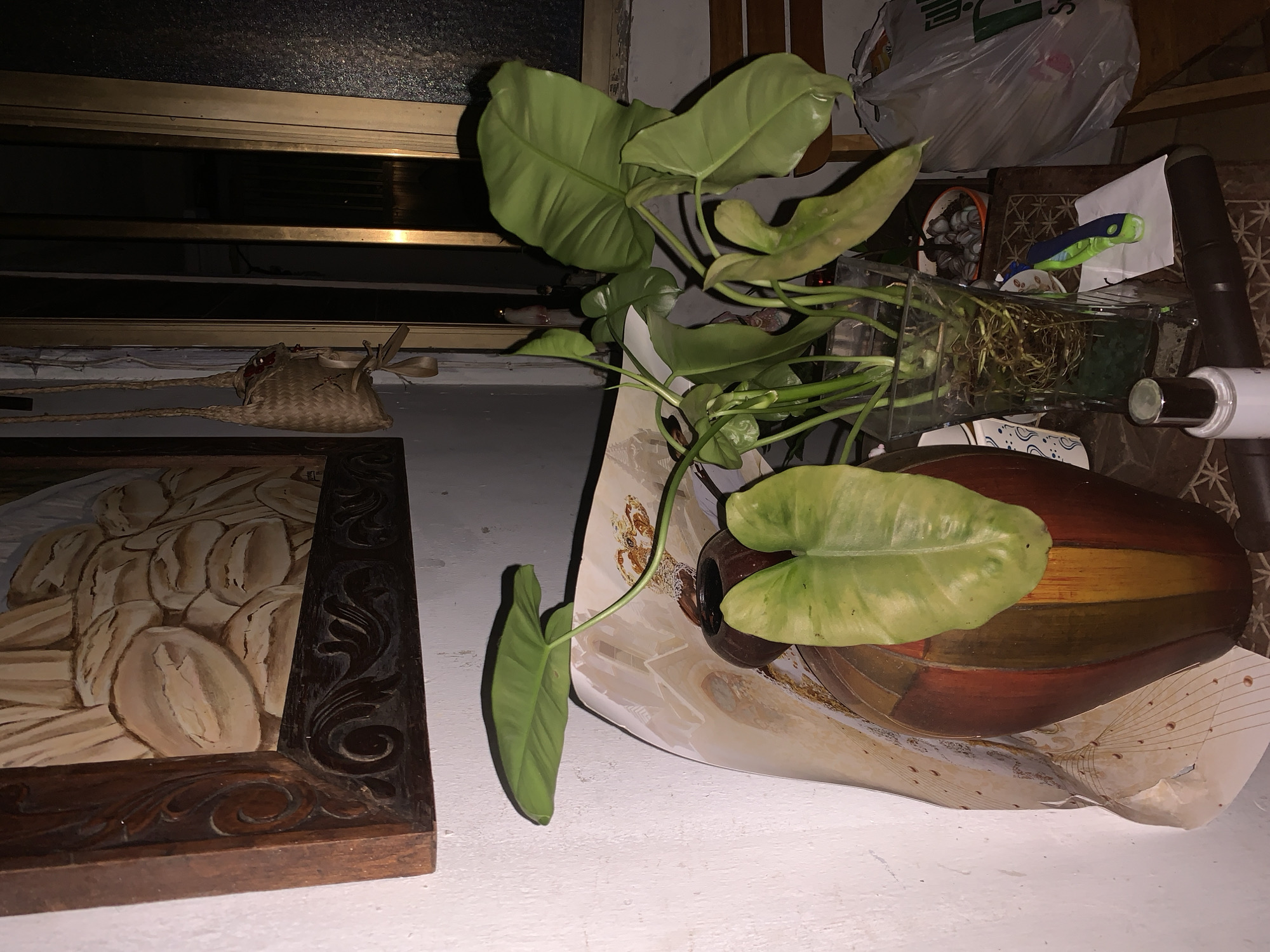 This indoor photograph, taken in Santa Ana, Venezuela, captures a cluttered arrangement of objects on a white surface, possibly a shelf or table. The primary subject is a large-leafed green plant, likely a Philodendron, with several prominent leaves in varying shades of green. One stem extends towards the left, displaying a smaller, lighter green leaf.
To the right of the main plant, a clear glass rectangular vase holds submerged plant roots, suggesting a propagation or hydroponic setup. Adjacent to this, a decorative wooden vase or bowl, featuring horizontal stripes in shades of red, dark brown, and yellow, rests on a piece of paper or fabric. Further right, a white cylindrical object with a metallic tip, possibly part of an appliance, stands upright. Behind the plant setup, a white plastic bag with partially visible green text (possibly "HOME" or similar) is seen on an upper shelf, alongside a container filled with small, light-colored objects. A blue and green plastic item, resembling a toothbrush or small tool, is also visible.
On the left side of the image, a dark wooden framed artwork or carving depicts numerous oval-shaped items, possibly loaves of bread or similar food, within an ornate, dark brown frame with carved details. Below a dark, reflective surface that resembles metallic window blinds or slats, a small, light brown woven straw bag with a braided strap lies horizontally.
The scene appears to be static, showing no active event, but rather a collection of domestic items. The lighting is dim and artificial, suggesting it could be nighttime or an interior space with limited natural light. Strong shadows are cast, enhancing the sense of an indoor setting. No people are visible in the image.