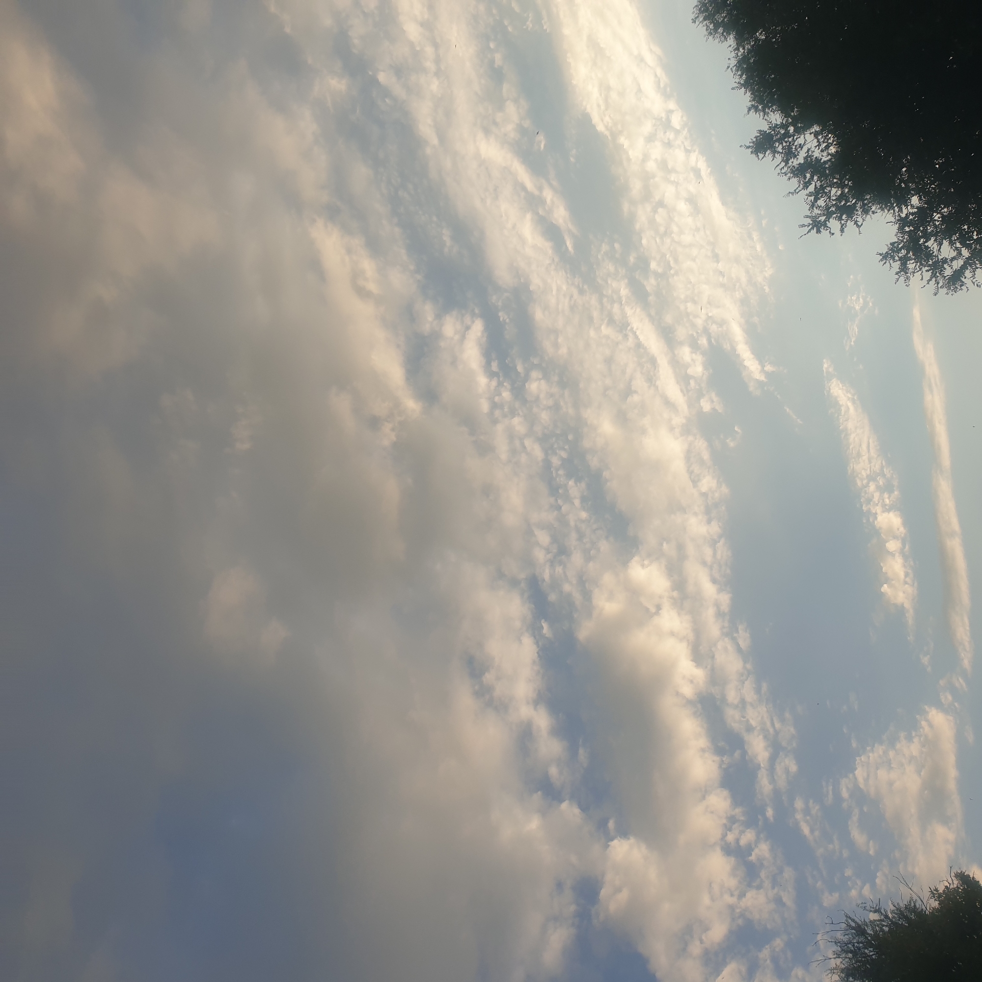 The image captures a cloudy sky at what appears to be either sunrise or sunset, given the warm, golden hues present in some of the clouds. The sky is a mix of blues and whites, with fluffy cumulus clouds interspersed with thinner, wispy cirrus clouds. The lower portion of the image shows the dark silhouettes of trees against the brighter sky, suggesting they are in the foreground. There are no people or specific landmarks visible that would pinpoint a location within Shymkent, Kazakhstan. The scene is static and peaceful, focusing solely on the atmospheric conditions and the natural landscape.
