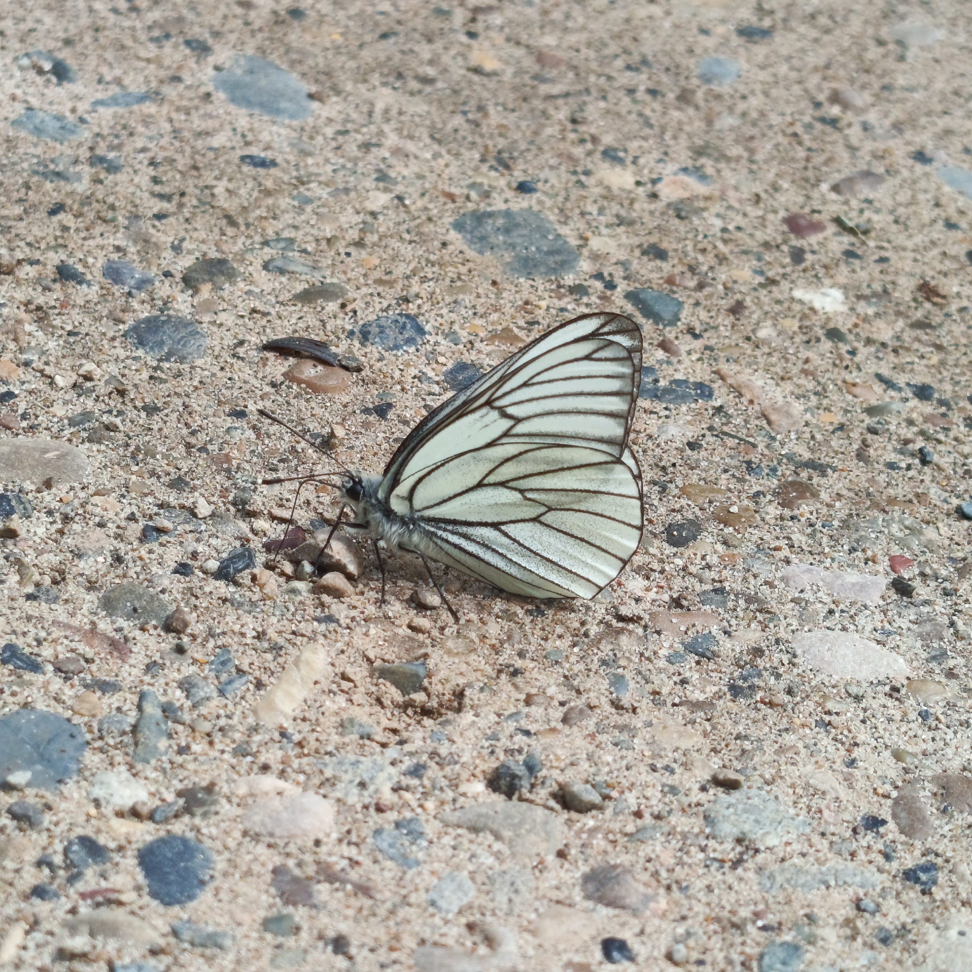 The image features a pale butterfly resting on a rough, textured ground surface. The butterfly, likely a Black-veined White due to its distinct wing pattern, has creamy white or very light yellow wings with prominent dark brown or black veins. Its wings are folded upwards, showcasing the intricate venation and the delicate, slightly translucent quality of the wings. The butterfly's body is covered in fine, light-colored hairs, and its antennae are visible, extending forward.
The ground beneath the butterfly is composed of a mixture of fine sand, small pebbles, and larger angular and rounded aggregate stones. The colors of the ground vary, including shades of light brown, grey, off-white, and hints of darker blue-grey, red-brown, and black in the embedded stones. The surface appears dry and granular. Bright, natural light illuminates the scene, suggesting daytime and good weather conditions. The butterfly is still, indicating it is resting or basking. There are no other subjects, discernible activities, or visible text in the image. The setting is an outdoor, possibly natural or paved area, in Марковский, Russia.