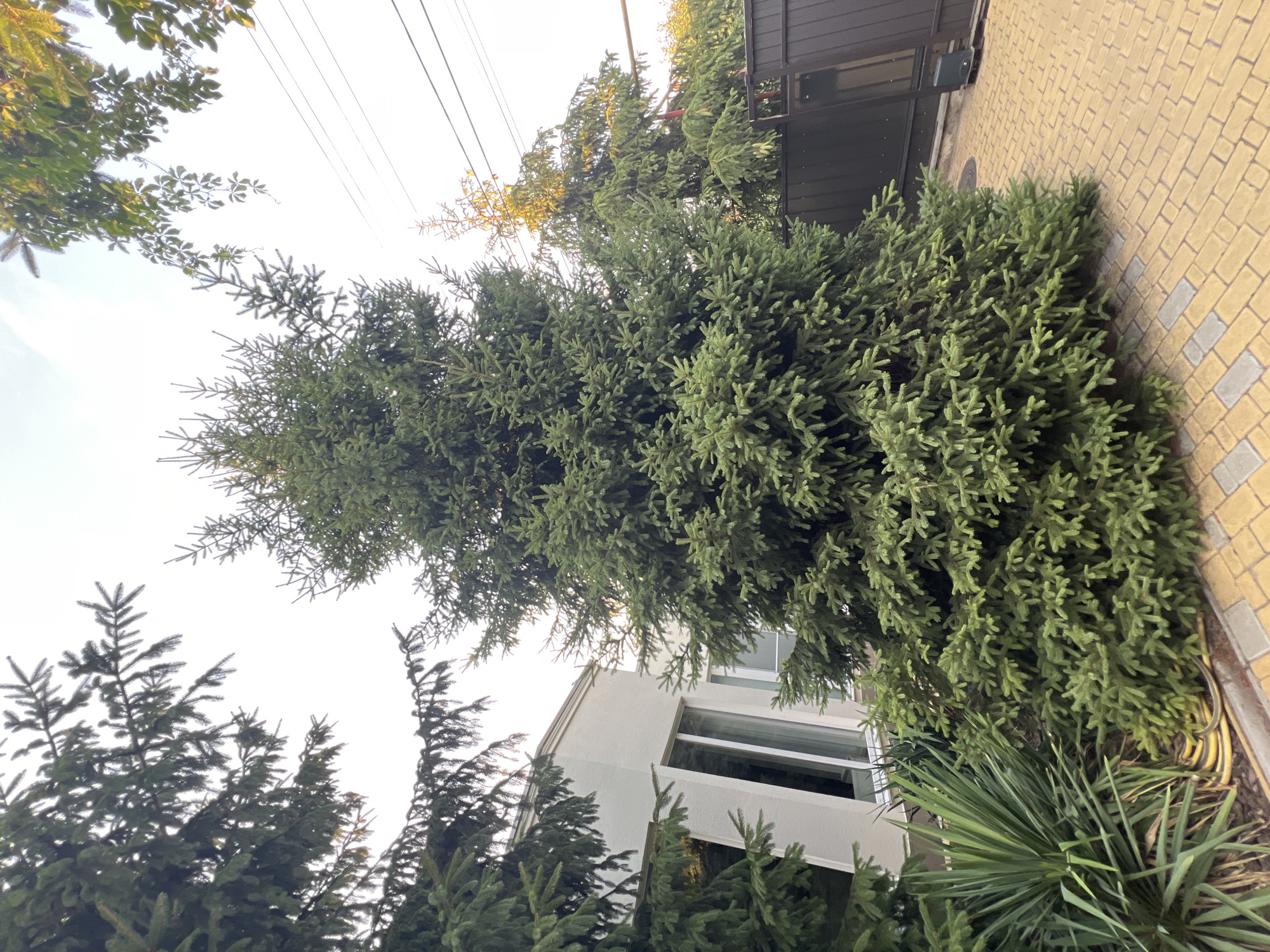 A tall, dense evergreen tree dominates the center of the image, its branches reaching upwards and outwards. To the left of the tree, a portion of a light-colored building with large windows is visible. In the foreground, yellow brick pavers form a pathway. To the right of the evergreen, a dark brown fence stretches across the background, and overhead, power lines crisscross the sky. The scene appears to be an outdoor residential area.