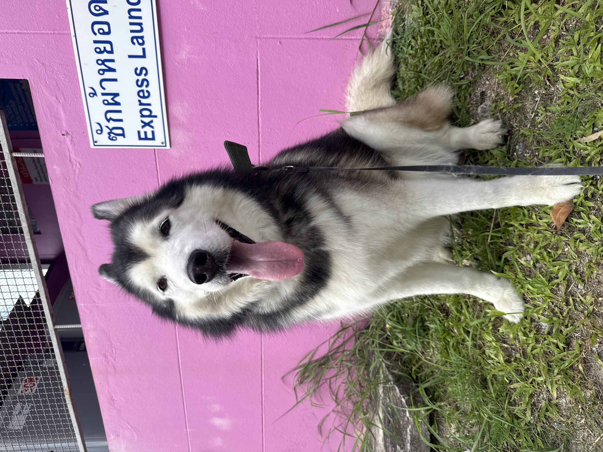 In Chalong, Thailand, a Siberian Husky is pictured sitting on green grass in front of a bright pink wall. The dog, a purebred with distinctive black and white markings and blue eyes, is looking directly at the camera with its tongue lolling out. A black leash is attached to its collar. To the right of the dog, a white sign with blue Thai script and English text that reads "Express Launch" is mounted on the pink wall. Above the wall, a metal fence is visible, and behind it, a portion of a building with a grey roof and some red signage can be seen. The environment appears to be outdoors, possibly on a street or near a commercial establishment. The lighting suggests it is daytime.
