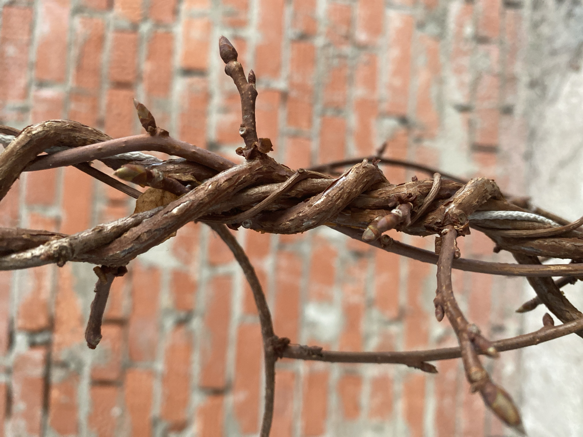 A close-up photograph depicts a section of intertwined, brown, woody vines and branches against a blurred background of a brick wall. Small buds are visible on the branches, suggesting early spring or late winter. A thin, pale thread-like material is intertwined with the vines. The scene likely takes place outdoors. Based on the prompt, the location is assumed to be in the city of Chaikovsky, Russia, though this is not visually evident from the image.