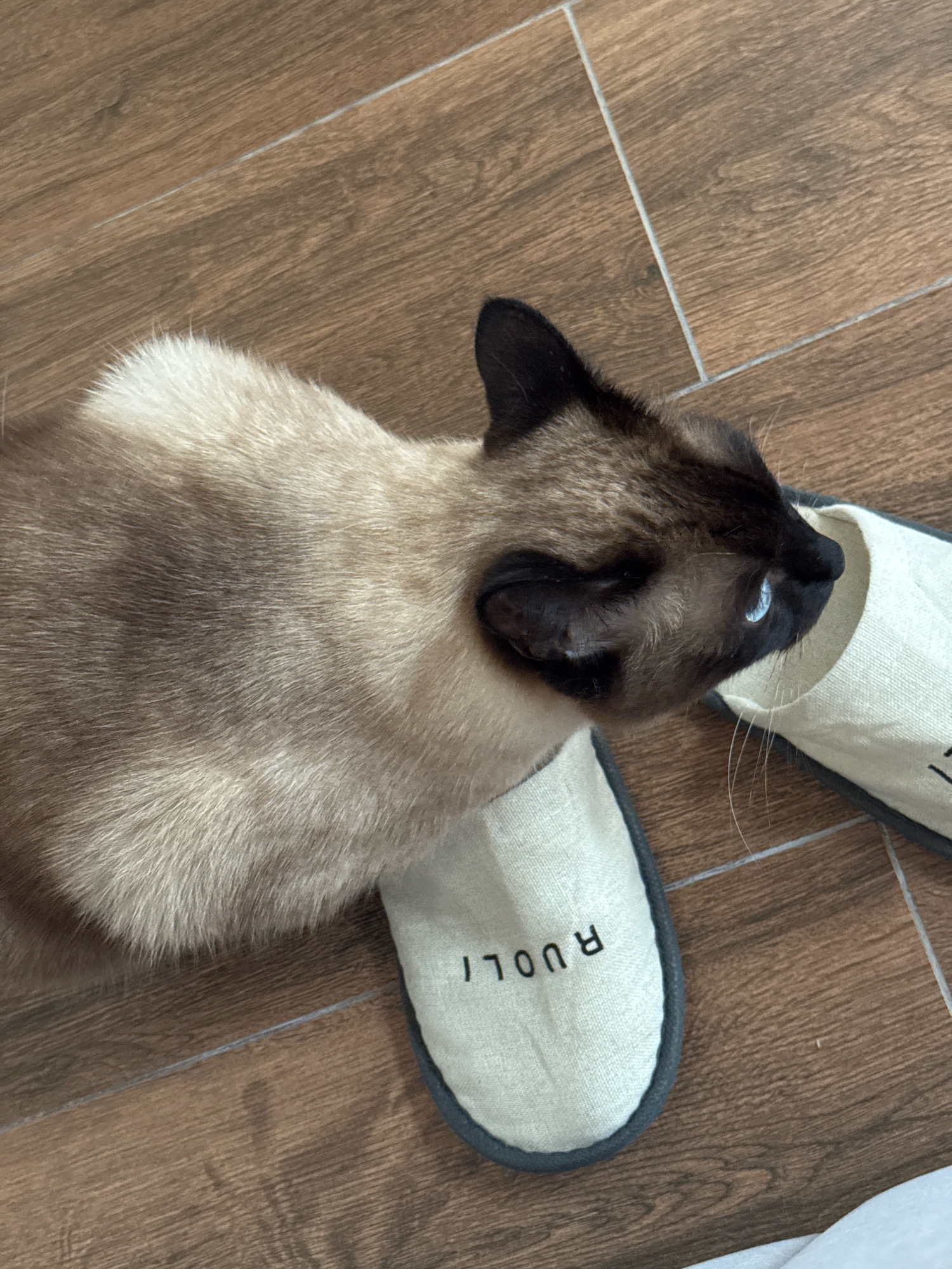 A Siamese cat is lying on a wooden floor next to a pair of light-colored slippers. One slipper has the word "RUOLI" printed on it. The cat is facing to the right, with its blue eyes open and looking away from the camera. The cat's fur is a mixture of light brown and dark brown, with darker points on its ears, face, and tail. The slippers are made of a soft, fabric material and have a dark gray trim. The wooden floor is made of planks and has a slight sheen. The scene appears to be indoors, likely in a residential setting. There is no indication of the location within the city of Steklyannyi, Russia.