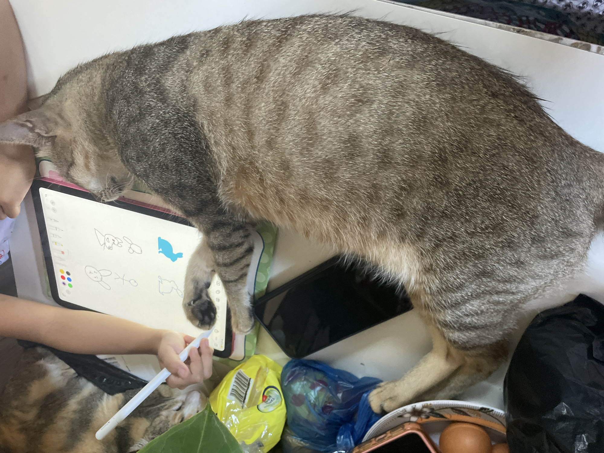 A tabby cat is lying on a table in Davao City, Philippines. The cat is sprawled across an iPad with drawings on the screen. A person is holding a white stylus near the iPad. A smartphone, eggs, and plastic bags are also on the table.