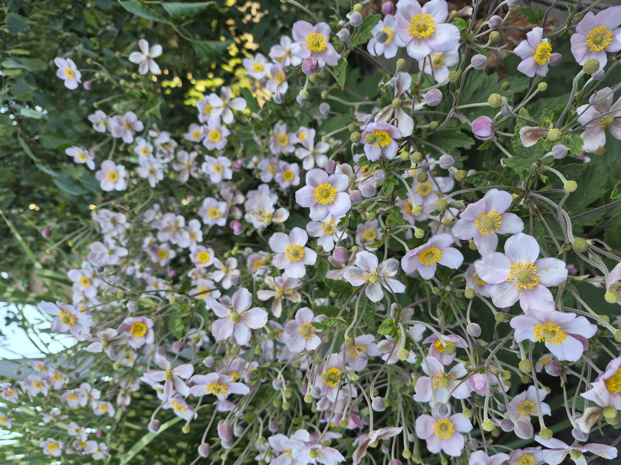 A close-up, eye-level shot captures a dense cluster of Japanese anemone flowers, also known as windflowers, blooming in a garden. The flowers, predominantly a soft lavender-pink with yellow centers, are in various stages of bloom, with some fully open and others still in bud. The delicate petals are slightly translucent, and the thin, wiry stems are intertwined, creating a sense of natural abundance. The background is filled with lush green foliage, some of which is out of focus, suggesting a shaded garden setting. The lighting is soft, highlighting the intricate details of the flowers and their centers. The image appears to be taken outdoors in natural daylight.