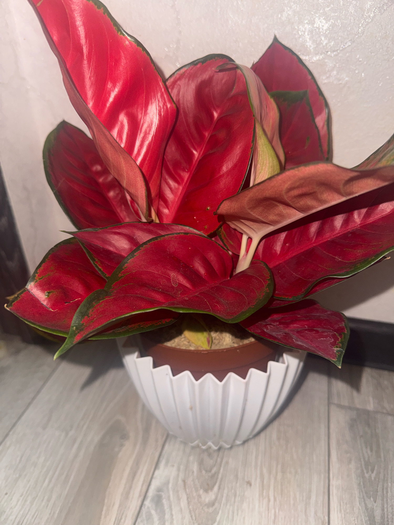 A medium shot captures a vibrant Aglaonema plant with glossy, red-veined leaves and dark green edges, housed in a white, fluted pot. The pot sits on a light gray wooden floor, with a textured white wall and a dark surface visible in the background. The scene is static and indoors, with no people or discernible urban features.