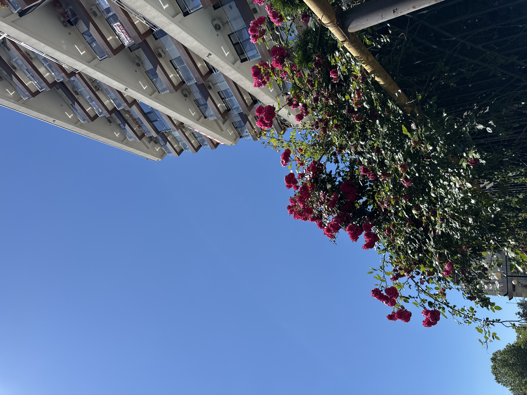 The image depicts a modern apartment building in Sochi, Russia, with a clear blue sky overhead. In the foreground, a vibrant bush of deep pink roses is in full bloom, cascading over a light-colored railing and a dark metal fence. The building, with its multiple balconies featuring glass railings and dark trim, is angled upwards in the frame, suggesting a low-angle shot. Some balconies have air conditioning units visible. A red and white sign with text in Cyrillic is attached to one of the balconies. The overall scene is a blend of urban architecture and natural beauty.