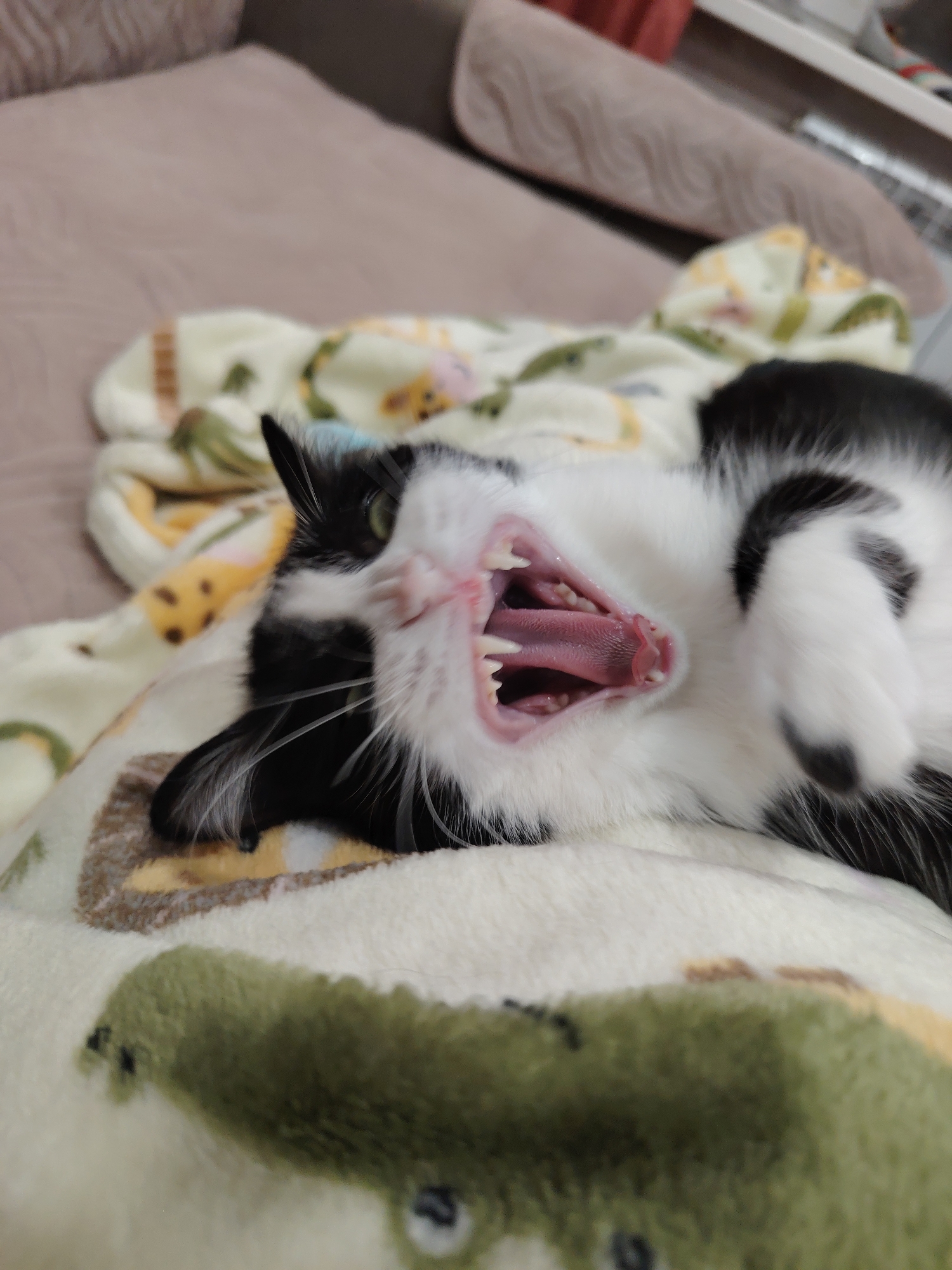 A black and white cat is lying on its back on a blanket with a cartoon animal print. The cat is yawning, with its mouth wide open, revealing its teeth and pink tongue. The cat's eyes are green and its ears are perked up. The background is blurred, but appears to be a couch or bed. The image is taken from a close-up perspective, focusing on the cat's face.