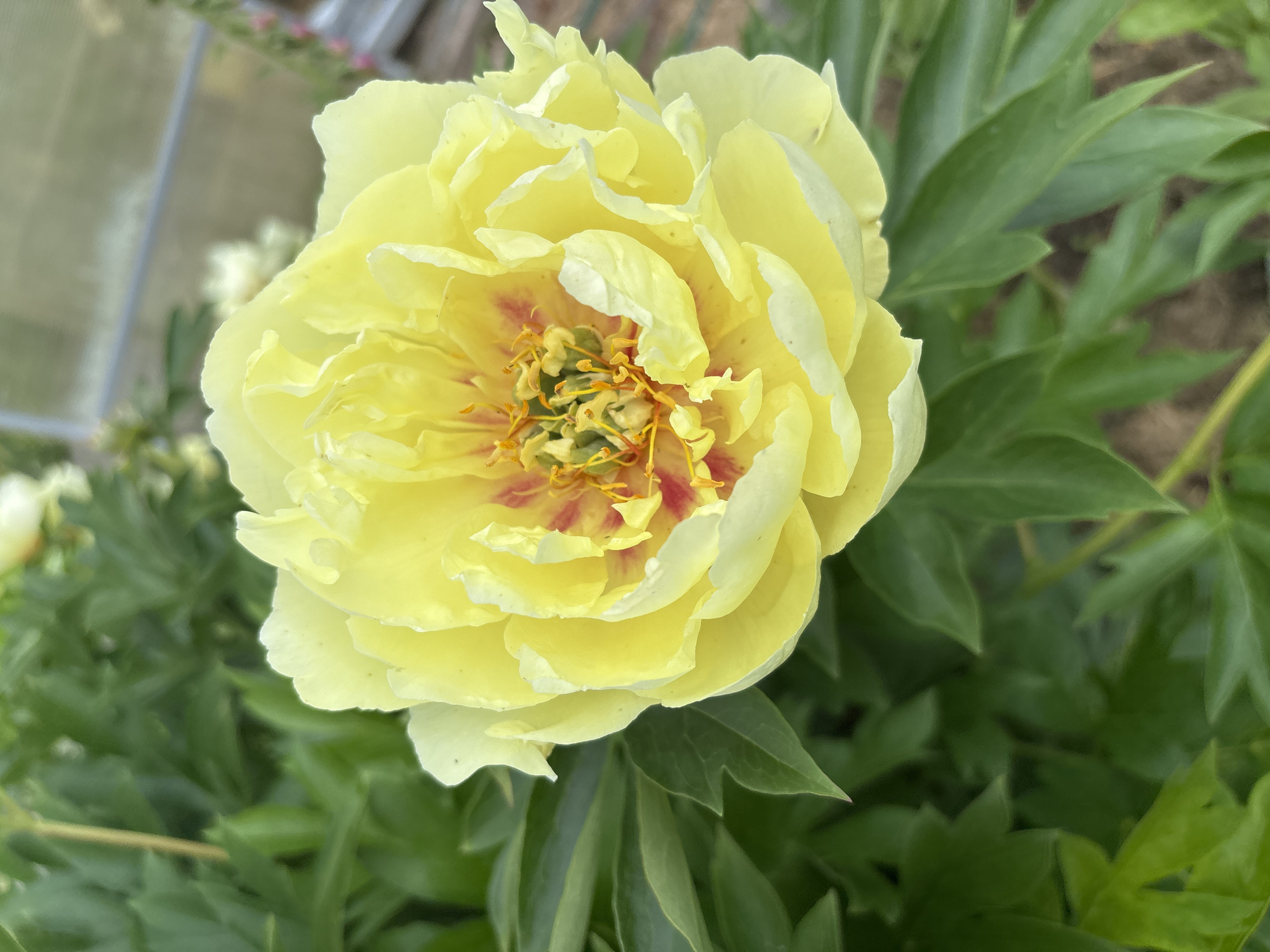 A close-up shot showcases a vibrant yellow peony flower with ruffled petals and a red and yellow center. The flower is surrounded by lush green foliage, and in the background, a greenhouse structure with a transparent roof is visible. The setting appears to be a garden or horticultural area, possibly in the village of Dunilovo, Russia, given the context. No people or animals are present in the frame.