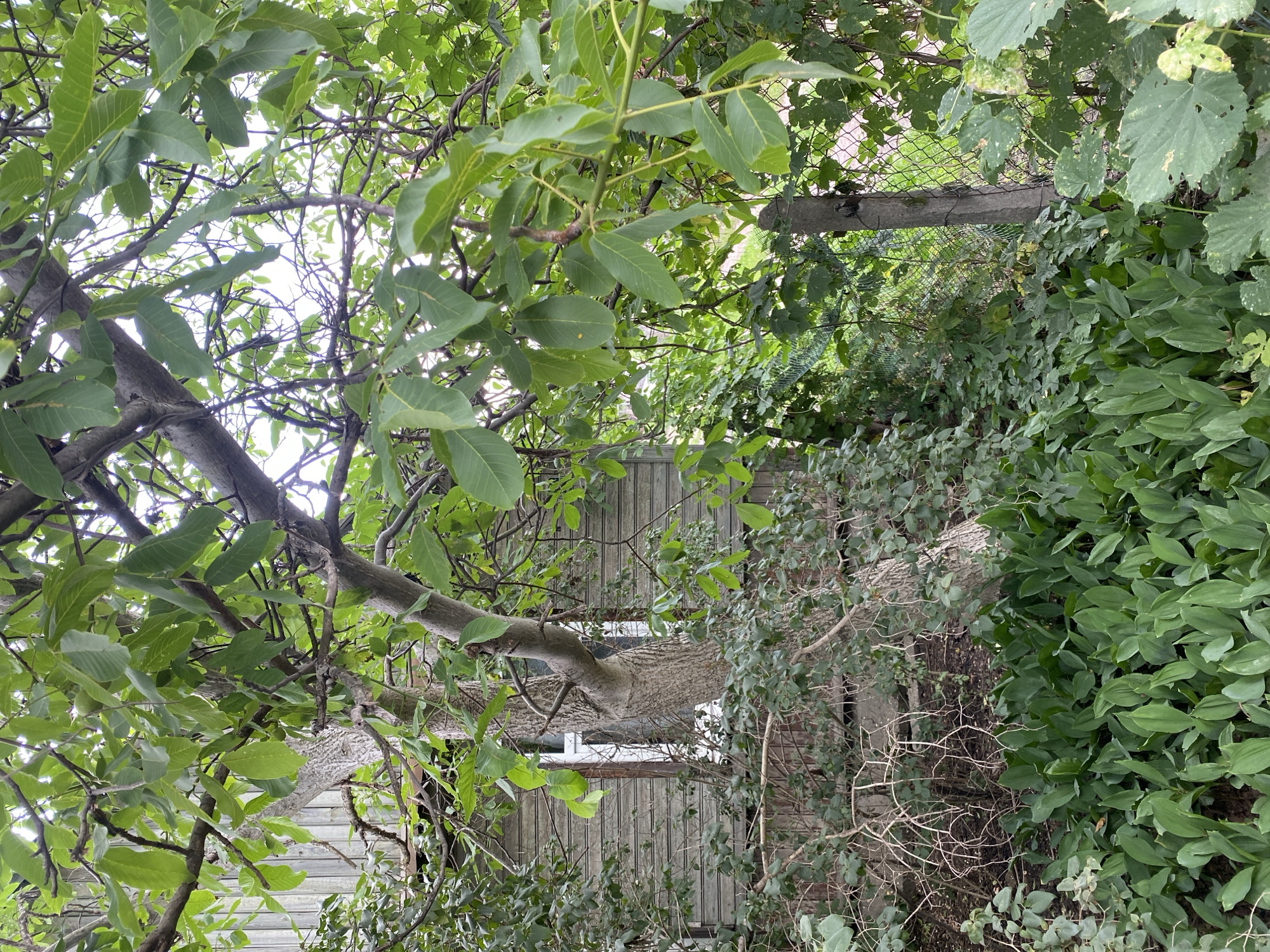 The image captures a dense, overhanging canopy of green foliage from a large tree, its branches and leaves filling the upper portion of the frame. Sunlight filters through the leaves, creating a dappled effect against the bright sky visible in the background.
Beneath the tree, a weathered wooden fence runs horizontally across the mid-ground. The fence boards are vertical and appear aged, with some gaps and discolored sections. To the right of the fence, a chain-link fence is visible, partially obscured by more dense green foliage. This vegetation includes various types of plants, some with larger, lobed leaves and others with smaller, more delicate leaves.
A thick tree trunk, textured with rough bark, emerges from the lower left of the image and extends diagonally upwards, its branches intertwined with the leaves. The overall scene suggests an outdoor setting, likely a garden or yard, with elements of natural growth and man-made structures coexisting. The abundance of green suggests it is likely daytime, possibly late spring or summer, with fair weather. No people or specific activities are depicted. The location context of Brest, Belarus, places this scene in a region with a temperate climate, consistent with the lush greenery. There is no visible text in the image.