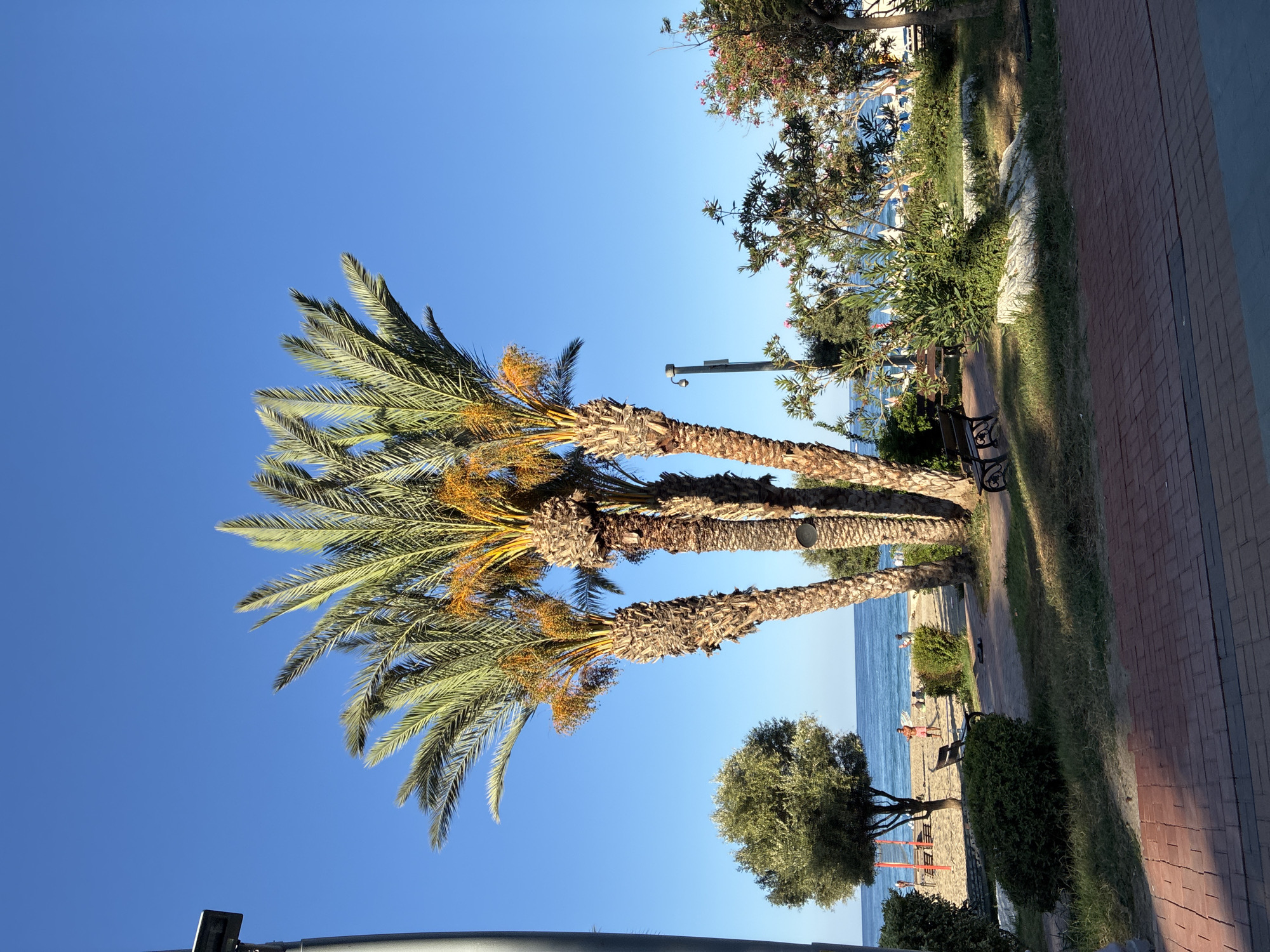 The image depicts a sunny day scene in Alanya, Turkey, with a clear blue sky. In the foreground, a red brick pathway leads into a park area. Several palm trees with clusters of orange dates are prominent, standing tall against the sky. The park is landscaped with green bushes, trees, and benches. Beyond the park, a sandy beach with people can be seen, and the tranquil blue waters of the Mediterranean Sea stretch to the horizon. Umbrellas and lounge chairs are visible on the beach, suggesting a recreational area. The overall atmosphere is serene and picturesque, characteristic of a coastal resort town.