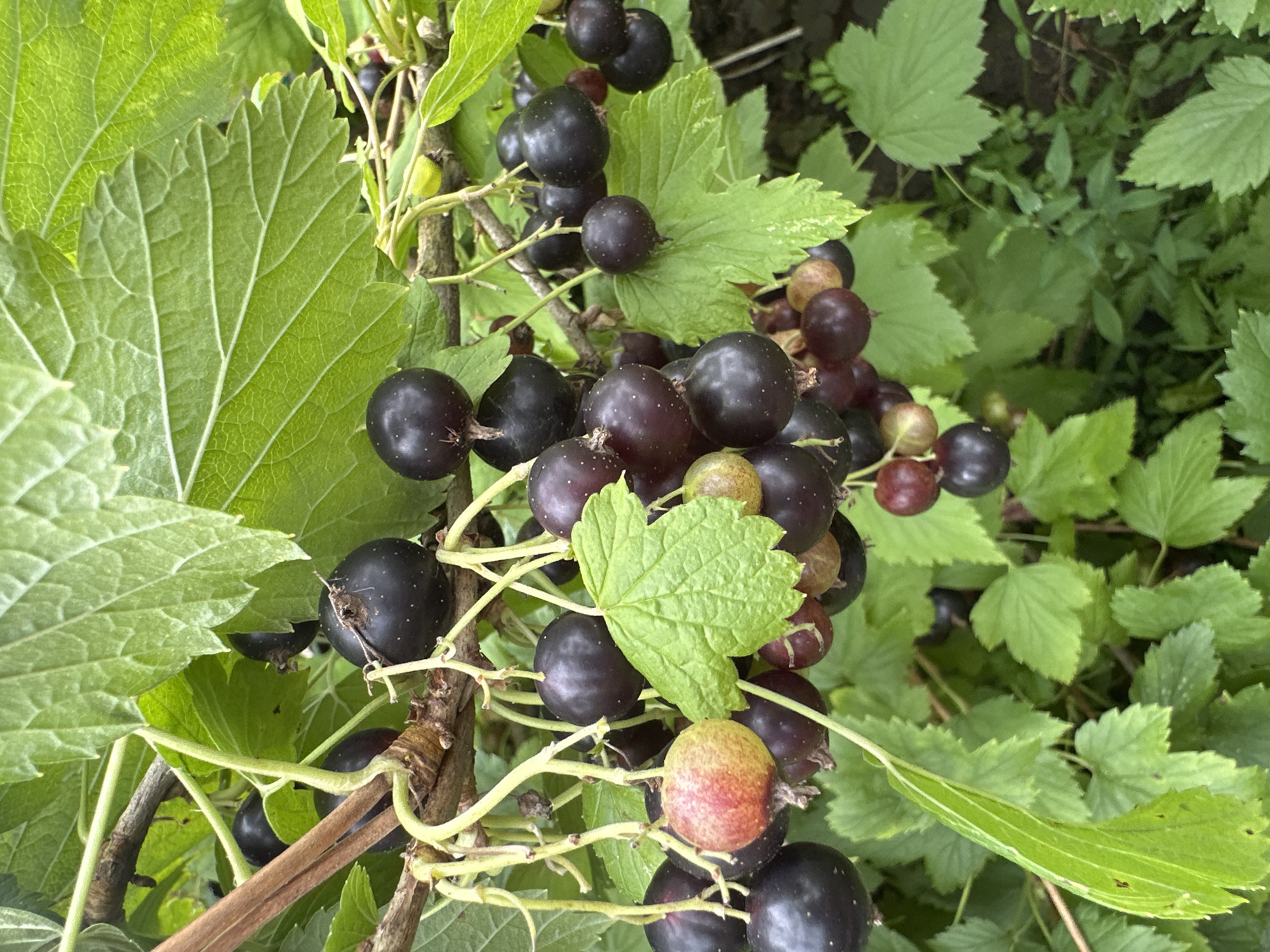 A close-up, eye-level shot depicts a cluster of blackcurrants growing on a bush. The berries are a deep purple-black, with some showing hints of red and green, indicating varying stages of ripeness. They are attached to thin, pale green stems that hang from a thicker, brown branch. Large, serrated green leaves with prominent veins surround the fruit, some partially obscuring the berries. The background is a blur of green foliage and darker shadows, suggesting an outdoor garden setting. The overall impression is of ripe fruit on a plant in its natural environment. The image does not contain any people or identifiable landmarks.