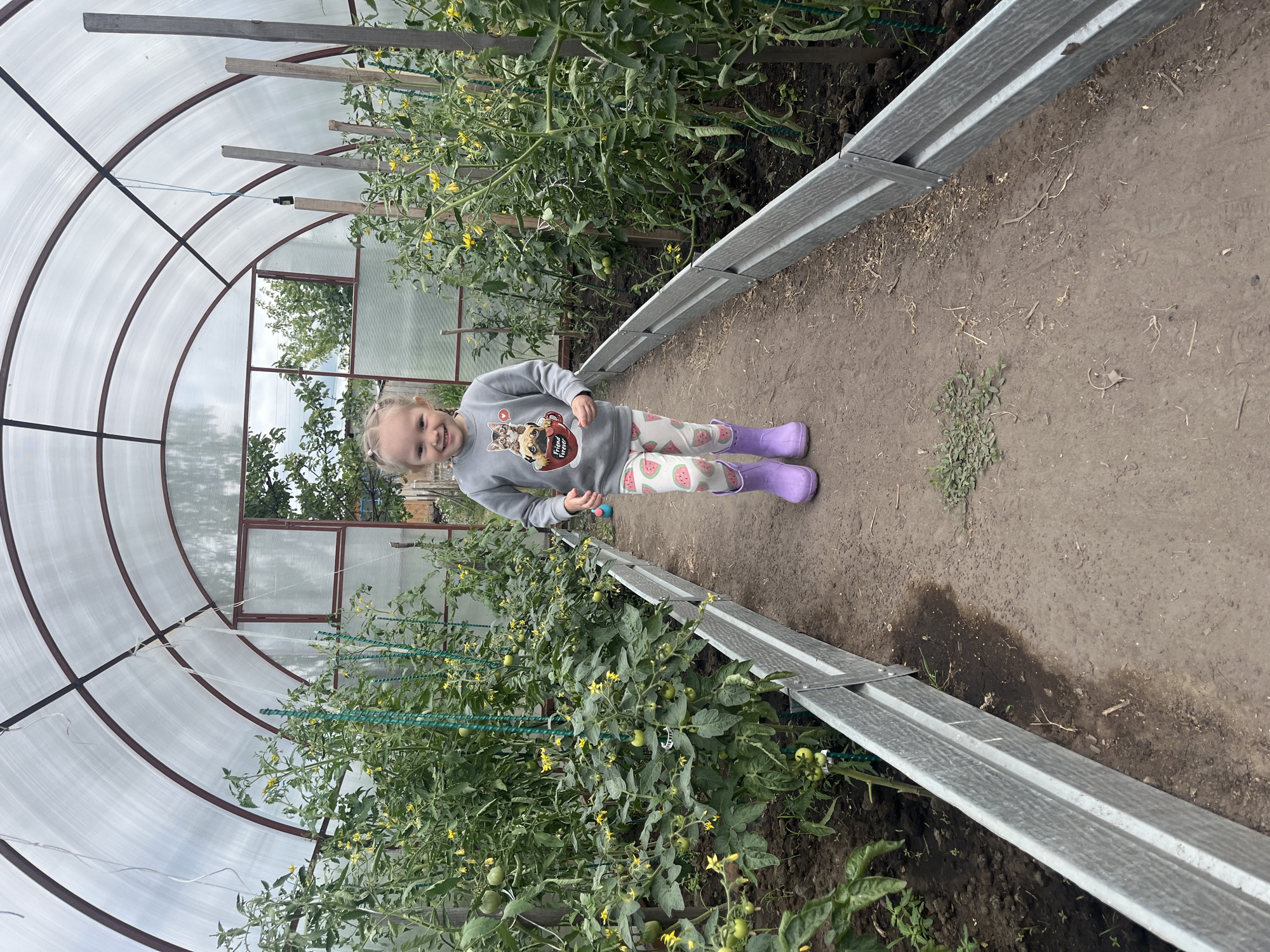 A young girl with blonde pigtails, wearing a gray sweatshirt with a cat and dog graphic, and white pants with a watermelon print, along with purple rubber boots, stands smiling in the center of a greenhouse. The greenhouse has a translucent arched roof supported by a metal frame. Rows of tomato plants with yellow flowers and developing green fruit line the sides of a dirt path on which the girl stands. The path is bordered by raised garden beds with light gray metal edges. The background shows a reflection of trees and sky in a window or opening in the greenhouse structure. The image appears to be taken in a residential outdoor setting.