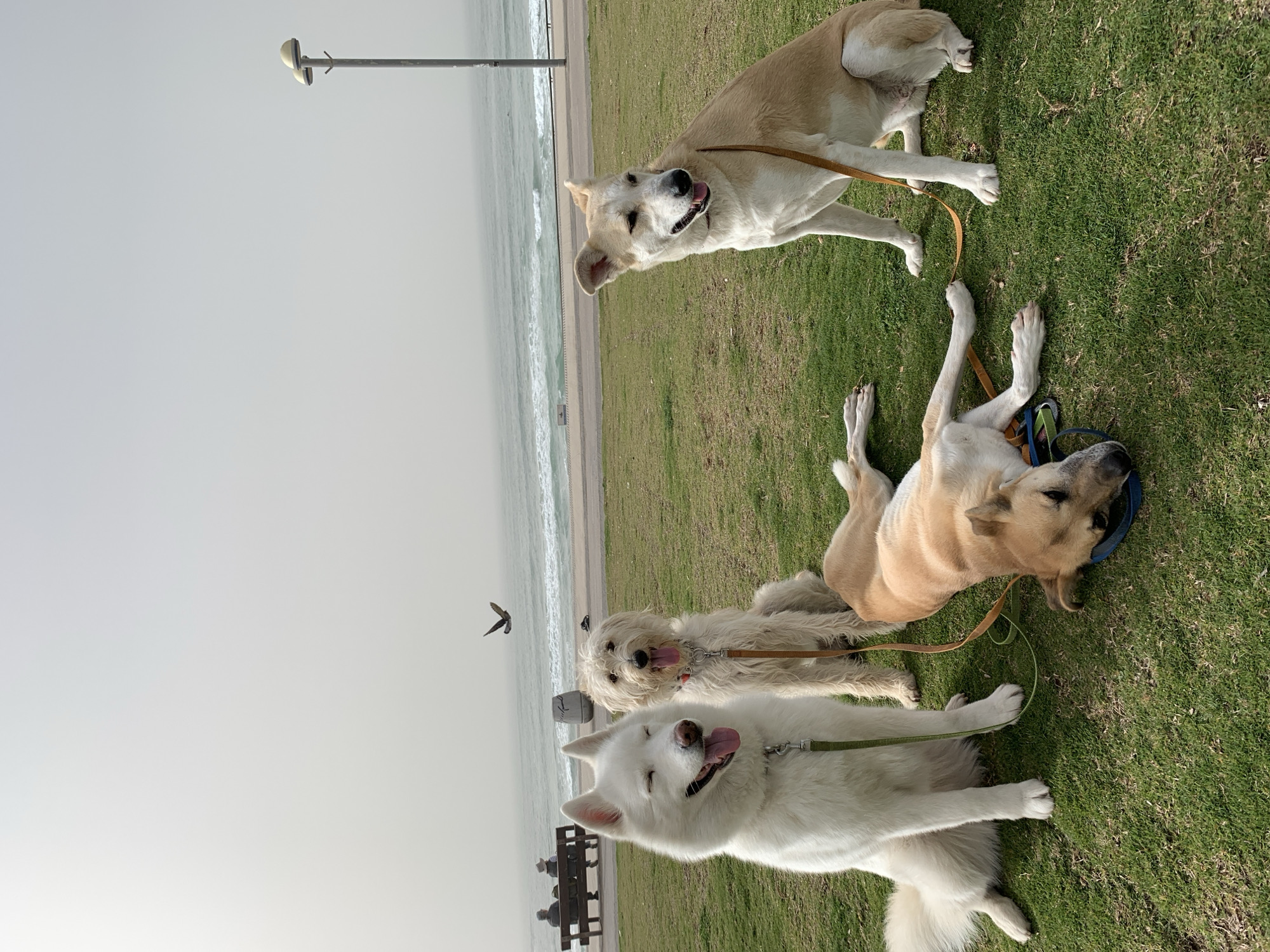 The image shows four dogs on a grassy area with a beach and ocean in the background. In the foreground, a white Akita dog is lying down with its tongue out. Behind the Akita is a smaller, medium-haired dog with its tongue out as well. Further back and to the right, a tan dog is lying down with a blue collar and tan leash. In the top right corner, another tan dog is standing with its tongue out, connected to a leash.
The scene includes a light pole in the background and a flock of birds flying in the sky. A wooden bench is visible near the Akita dog. The location is likely a park area adjacent to a beach in Tel Aviv, Israel. The water is choppy, and the sky is overcast. The dogs are positioned on a patch of green grass near the shoreline.
