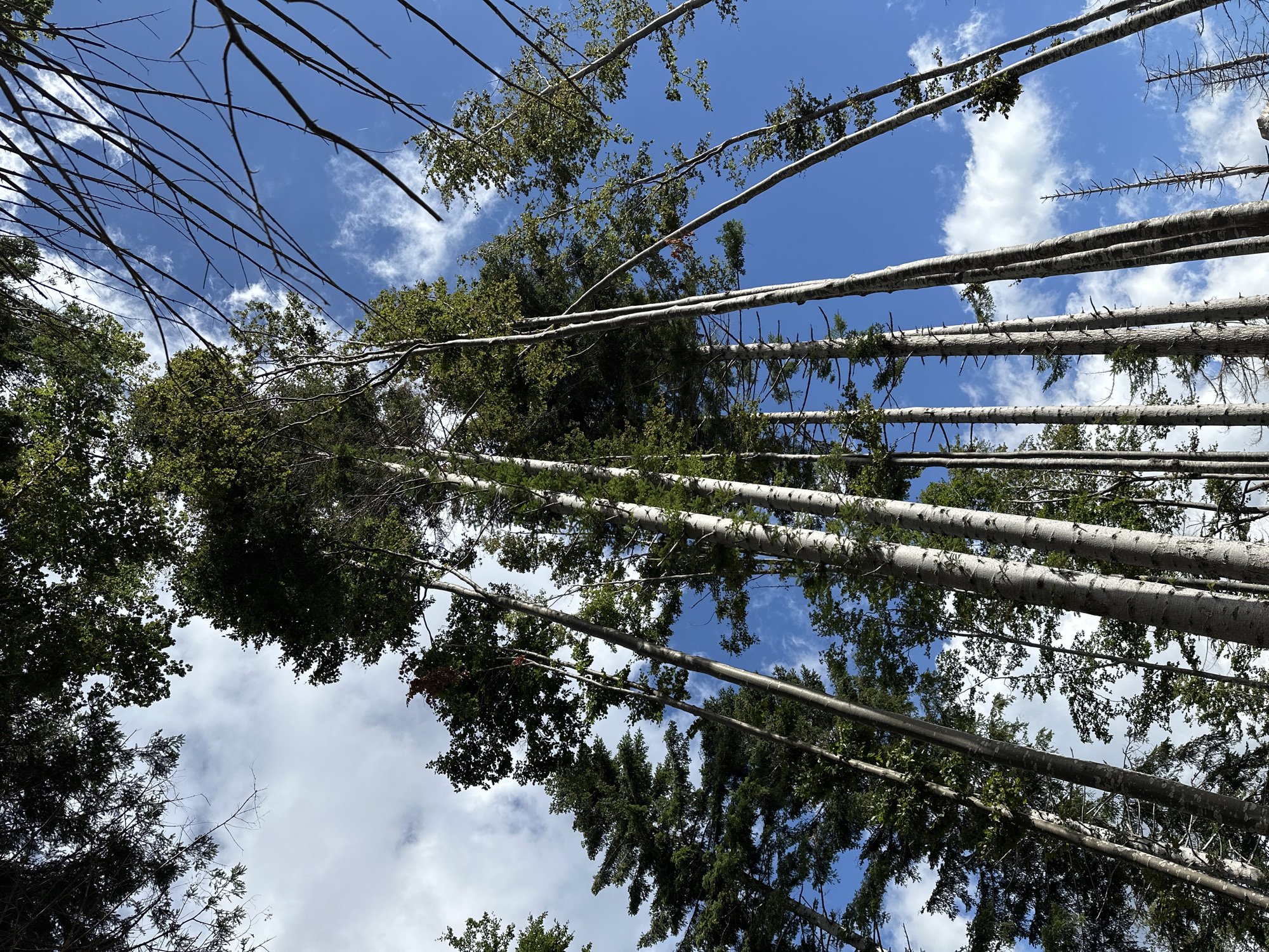The image shows a low-angle view looking up at a forest canopy against a bright blue sky with scattered white clouds. Numerous tall trees dominate the frame, with some exhibiting white, papery bark and others dark green foliage. The trees are densely packed, creating a sense of depth and verticality. Some bare branches extend into the sky from the upper right quadrant. The scene appears to be a natural forest environment, and no people or man-made structures are visible. The location is specified as being in the city of Corniglio, Italy, suggesting a mountainous or rural setting within that region.
