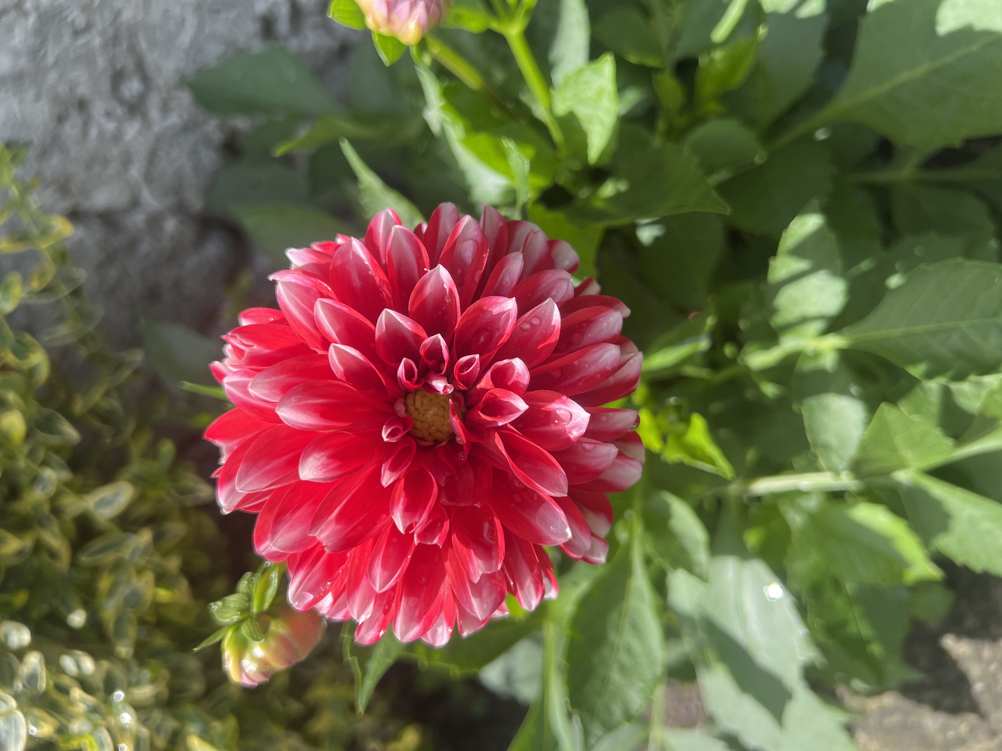The image is a close-up, eye-level shot of a vibrant red and white dahlia flower in full bloom, set against a backdrop of green foliage, a grey stone wall, and a hint of yellow-green leaves in the upper left corner. The flower's petals are layered and tightly packed, with the red color intensifying towards the center and fading to white at the tips, giving it a delicate, two-toned appearance. Several small water droplets are visible on the petals, suggesting recent rain or dew. To the left of the main flower, a small, pinkish-green bud is emerging from a stem. The lighting is bright and natural, casting soft shadows on the leaves. The overall impression is one of natural beauty and freshness. The image does not contain any people, nor does it provide any specific information about its location within the city of Ust-Chorna, Ukraine.
