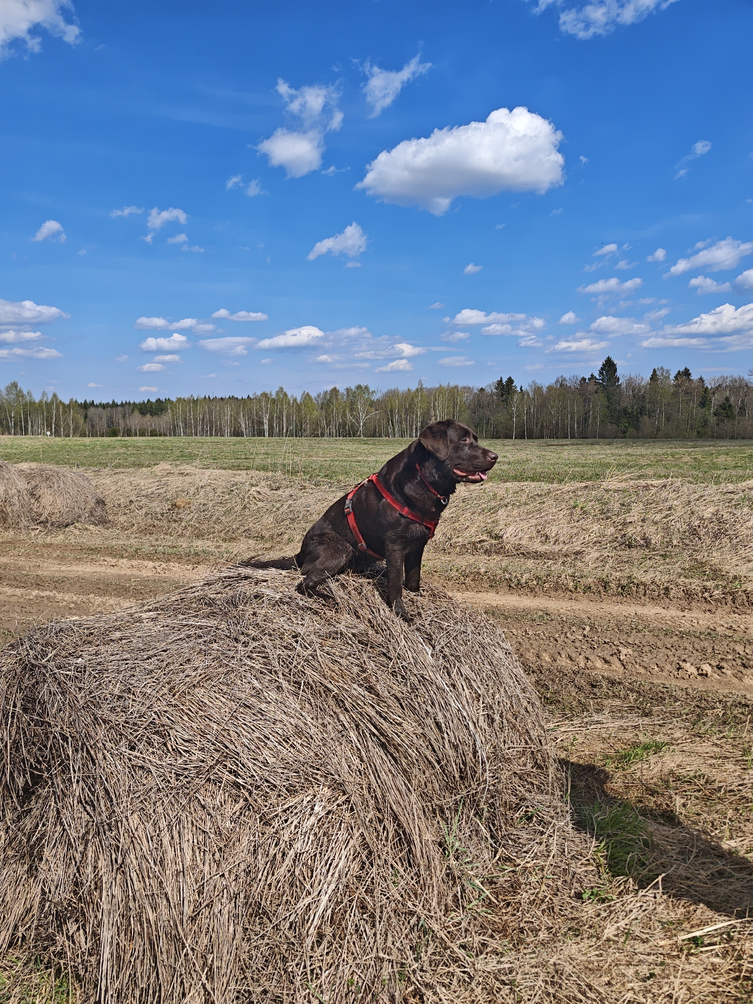 A chocolate Labrador dog with a red harness sits on a large, round haystack in a field. The dog is panting slightly and looking to the right. In the background is a field with a tree line, a blue sky, and scattered white clouds. The location is Yakhroma, Russia.