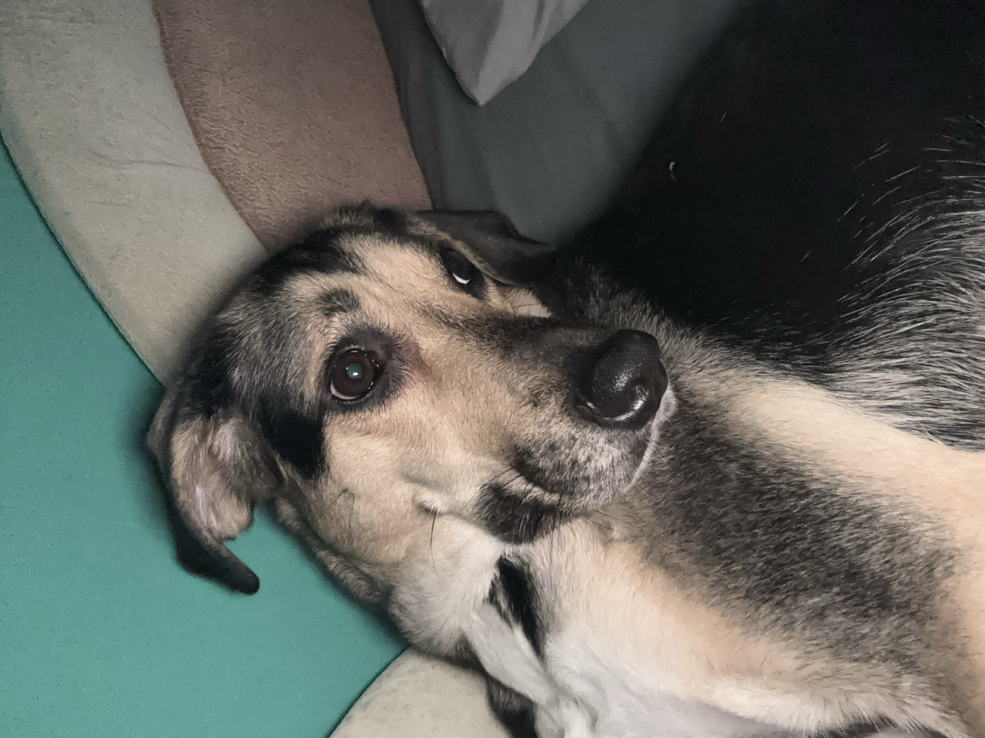 The image shows a close-up view of a dog, likely a mixed breed with tan, black, and white fur. The dog is lying down, with its head tilted and looking towards the camera with a slightly inquisitive expression. Its ears are perked up, and one is slightly folded. The background consists of textured surfaces in shades of teal, beige, and gray, suggesting an indoor setting such as a couch or bed. There are no visible elements that place this image in a specific location within the city of Saint Petersburg, Russia. The scene is static and focused solely on the dog.