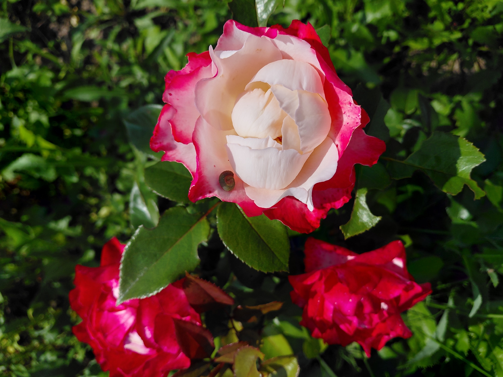 In Malinovka, Russia, a close-up shot captures a cluster of red and white roses in a garden setting. The primary focus is a large rose with petals transitioning from white at the center to a vibrant pink-red at the edges. A small snail is visible on one of its petals. Two other red roses are partially visible in the background, along with lush green foliage and sunlight filtering through.