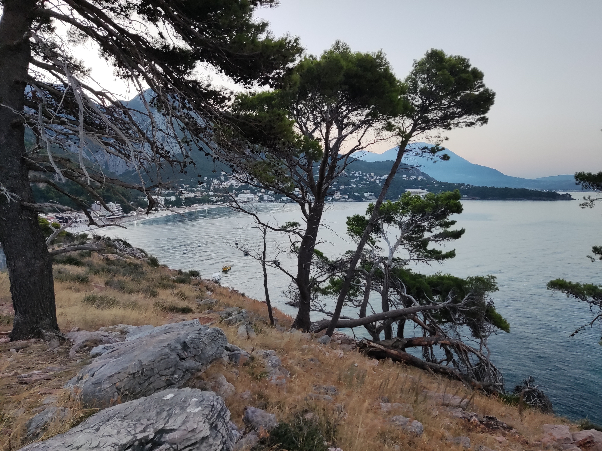 The image captures a scenic coastal view in Sutomore, Montenegro, characterized by rugged, rocky terrain covered in dry grass and dotted with pine trees. The foreground features large, grey rocks, indicative of the natural, untamed landscape. A cluster of pine trees, some with bare branches and others with lush green foliage, dominates the scene, their branches reaching out towards the sea.
In the mid-ground, the turquoise waters of the Adriatic Sea are visible, with a few small boats gently floating on the surface. Beyond the sea, the coastline unfolds, revealing a town with white buildings nestled against a backdrop of rolling hills and distant mountains. The town appears to be a beach resort, with a sandy shore visible along the water's edge. The atmosphere suggests a serene, late afternoon or early evening, with the sky transitioning from a light blue to a softer hue. The overall impression is one of natural beauty and tranquil coastal life.