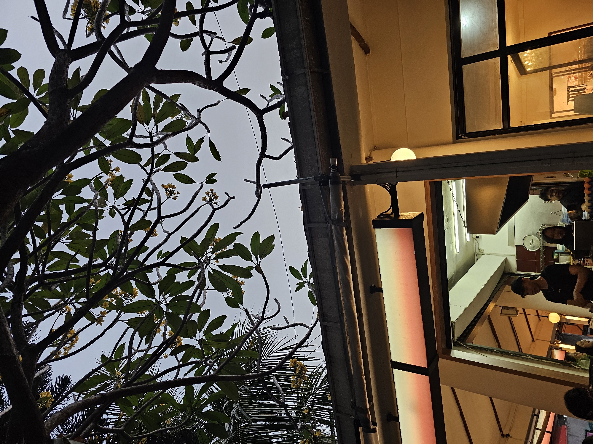 This image captures an outdoor scene at dusk in Yogyakarta, Indonesia, likely a street-side establishment with an open-air dining area. Dominating the upper portion of the frame are the dark, gnarled branches of a tree with green leaves and small yellow flowers, partially obscuring a pale, overcast sky. Below the branches, a concrete gutter runs horizontally across the middle of the image, supported by a metal beam.
Beneath the gutter, a building features an illuminated awning casting a warm orange and pink glow, suggesting artificial lighting within or behind it. The structure appears to be a shop or restaurant, with large windows and an open doorway. Inside, the lighting is yellow and warm.
Several people are visible. A man in a black t-shirt and a black baseball cap stands near the doorway, appearing to be interacting with someone inside. To his right, a woman wearing a black hijab is partially visible, looking towards the camera. Further inside, another person can be seen at a counter with eggs in front of them. The overall atmosphere suggests a casual evening setting in a bustling urban environment.