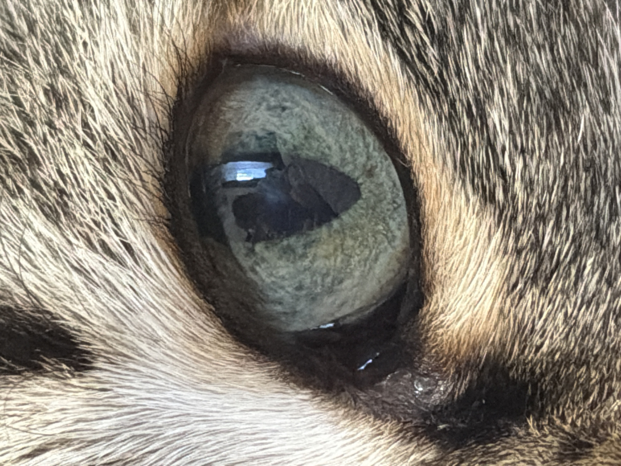 This is an extreme close-up photograph of a cat's eye. The eye is a striking blue-green color with a dark, vertical pupil. The surrounding fur is a mix of brown, black, and tan stripes, showing intricate detail. There are reflections visible within the pupil, suggesting an indoor environment with light sources. The image is sharp and detailed, highlighting the texture of the fur and the iris of the eye. The location in Izhevsk, Russia is not determinable from the visual information provided in the image.