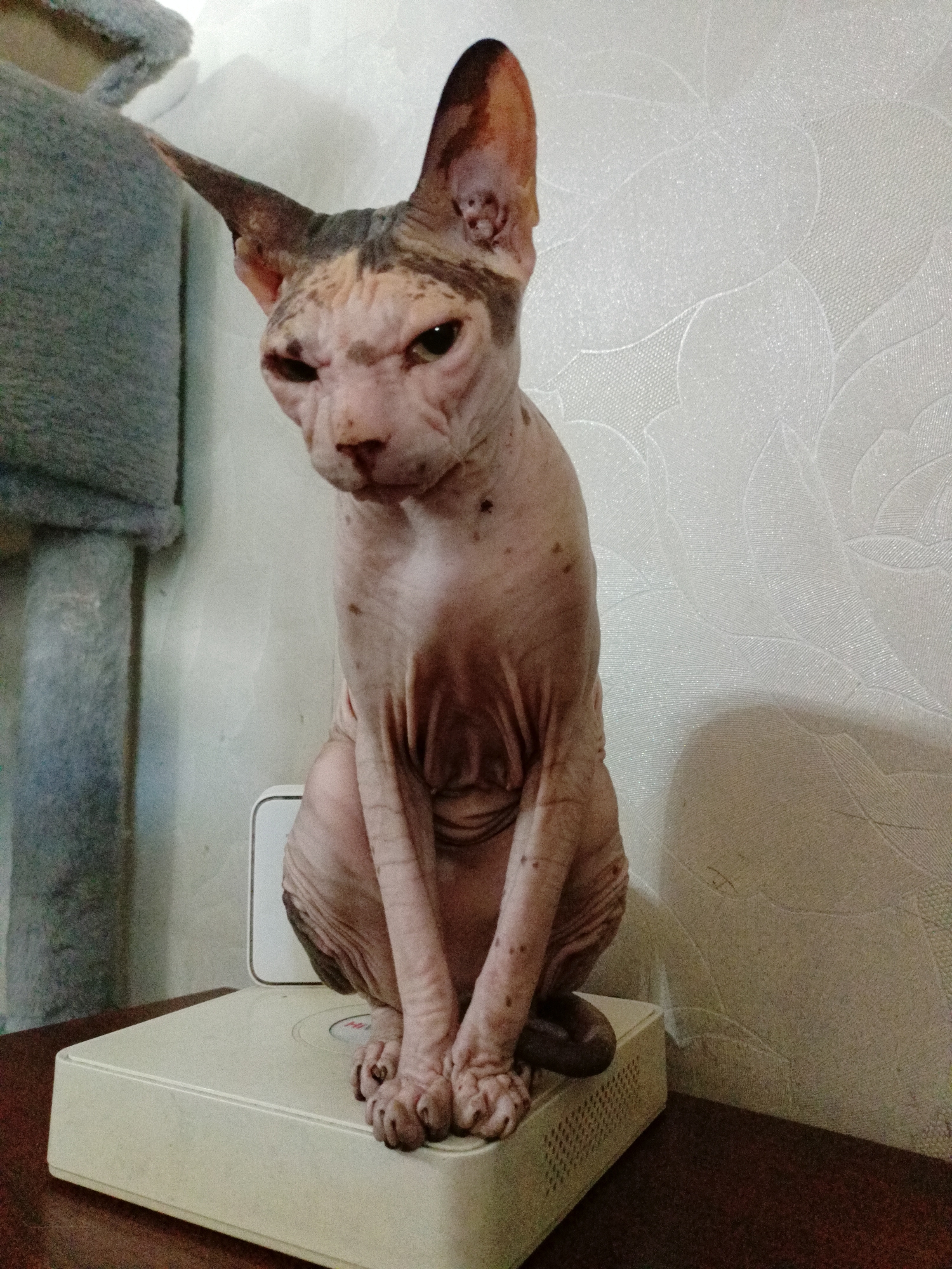 A hairless cat, likely a Sphynx breed, is perched on a white electronic device which sits on a wooden surface. The cat has wrinkled pink skin with dark spots and large ears, and its gaze is directed slightly downwards and to the left. Behind the cat, a textured, off-white wallpaper adorns the wall, and to the left, a portion of a grey cat tree is visible. The lighting suggests an indoor environment, possibly a domestic setting in Almaty, Kazakhstan.
