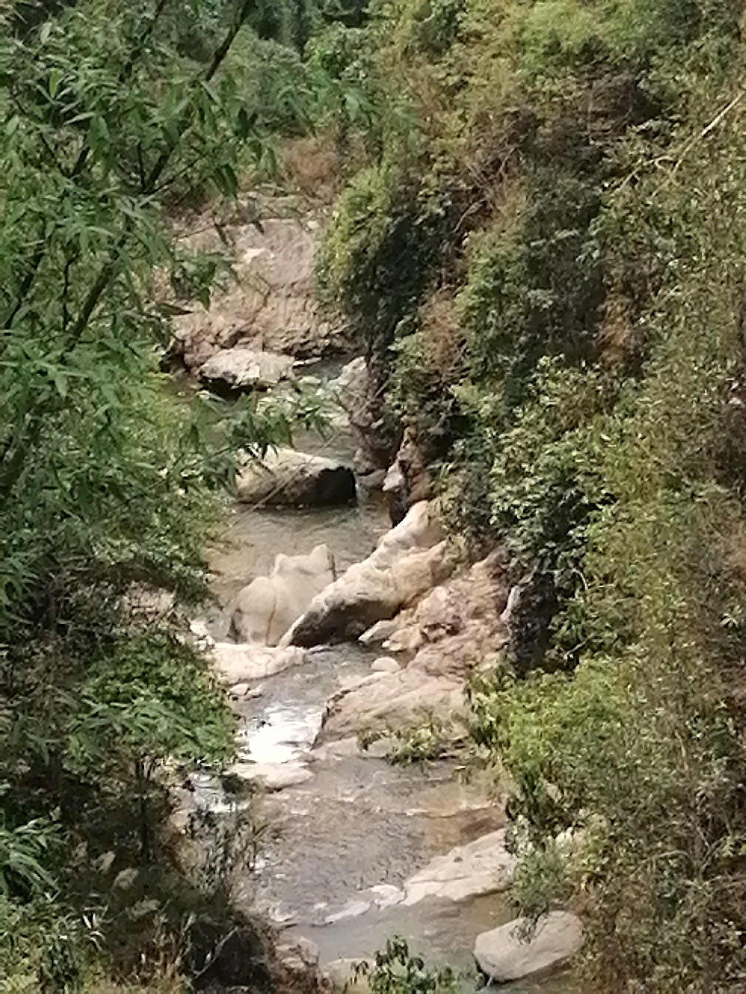 The image displays a serene natural landscape featuring a rocky river or stream flowing through a densely vegetated gorge. Lush green foliage, comprising various trees and bushes, covers the steep banks on both sides, creating a verdant and wild setting. In the immediate foreground on the left, several bamboo-like stalks partially frame the scene.
The clear water of the stream gently flows over and around numerous light-colored, smooth rocks that form the riverbed and banks. A notable feature in the mid-ground, on the right side of the stream, is a large, prominent, light-toned rock formation, possibly limestone, which appears smoothed by water erosion and is partially submerged.
The lighting indicates daytime, likely mid-morning or early afternoon, with soft, natural light filtering through the tree canopy, resulting in diffuse illumination and an absence of harsh shadows. The weather appears clear and fair. No human activity, animals, or visible text are present in the photograph. The scene evokes a sense of peacefulness and untouched natural beauty, characteristic of mountainous or hilly regions such as Cat Cat Village, Vietnam.