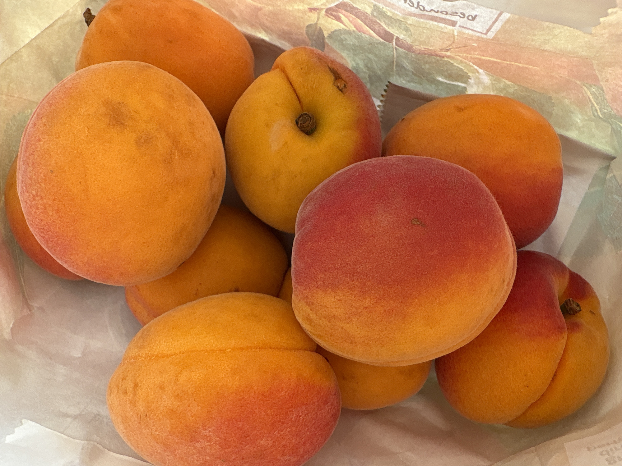 The image shows a close-up, overhead view of several ripe apricots nestled inside a white paper bag. The apricots exhibit a gradient of color, ranging from a deep orange to a rosy red, with some showing subtle freckles. The texture of the fruit appears smooth and slightly fuzzy. The paper bag's interior is creased and textured, suggesting it is a thin, possibly grocery-style bag. There are no people or animals visible in the image. The lighting is soft and diffused, creating gentle shadows that emphasize the roundness of the fruit. The overall scene conveys a sense of freshness and natural produce. The location is not specified in the image itself.