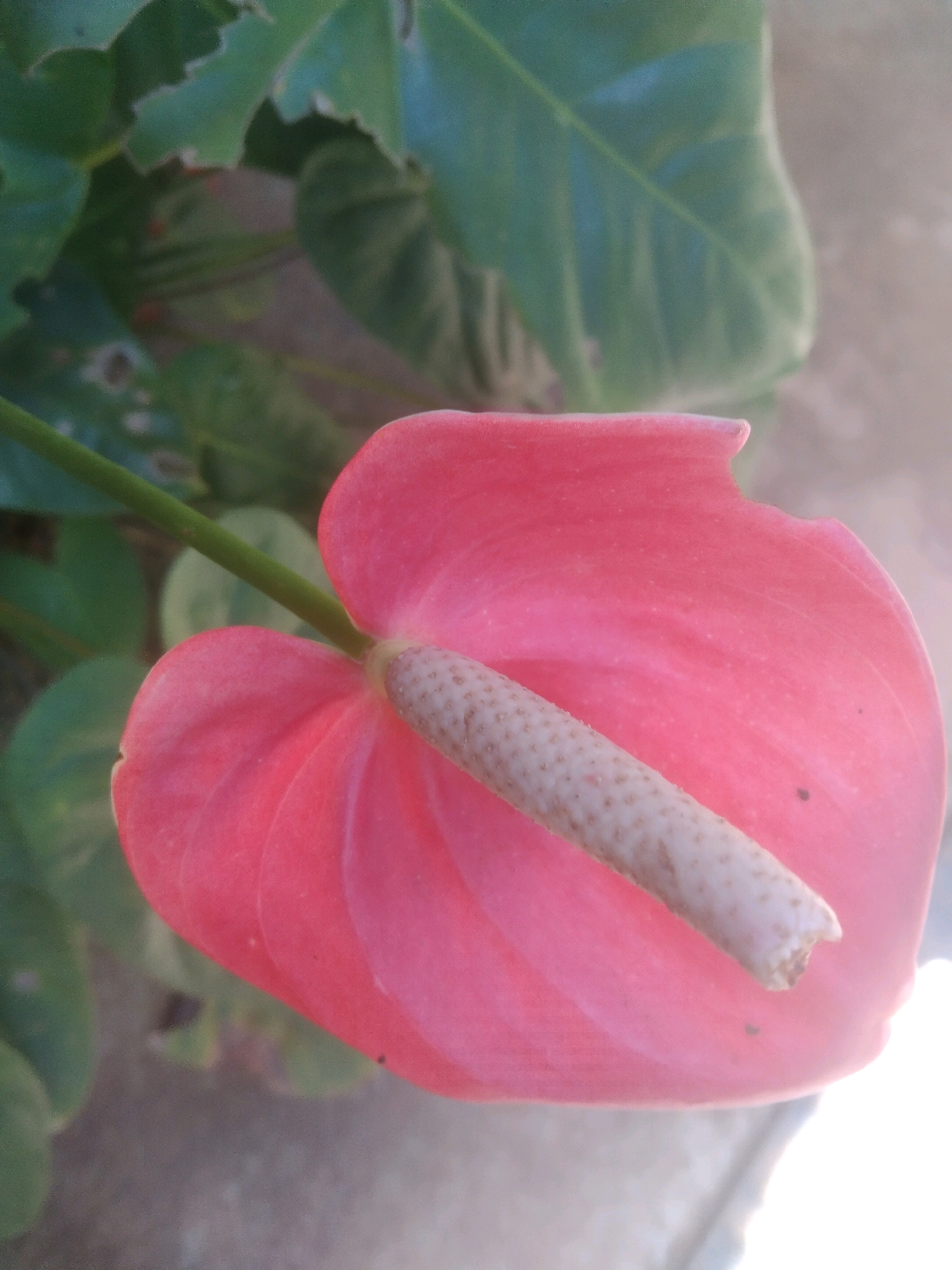 The image is a close-up shot of a pink anthurium flower with a light brown spadix. The flower is in the foreground, with green leaves of the plant visible in the background. The leaves are large and glossy, with some showing signs of damage or wear. The overall lighting suggests it is daytime, with some sunlight casting a soft glow on the scene. The background appears to be an outdoor environment, possibly a garden or a park, with hints of a textured surface that could be concrete or stone. No people or specific landmarks are visible in the frame.