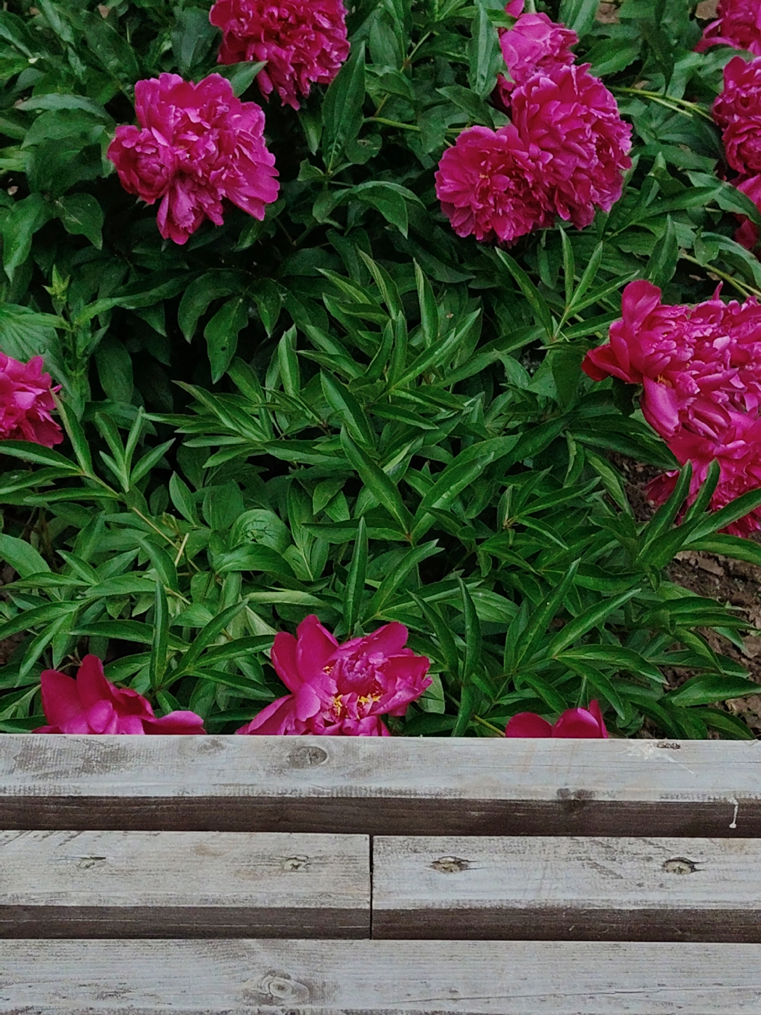 The image shows a close-up of bright pink peonies in bloom, with lush green foliage. The flowers are vibrant and full, with many delicate petals. The background is a dark, out-of-focus mass of leaves. In the foreground, the edge of a weathered wooden structure, possibly a bench or planter box, is visible. The wood is a light gray color with visible grain and knots. The overall impression is one of natural beauty and rustic charm. The scene is set in an outdoor environment, likely a garden.