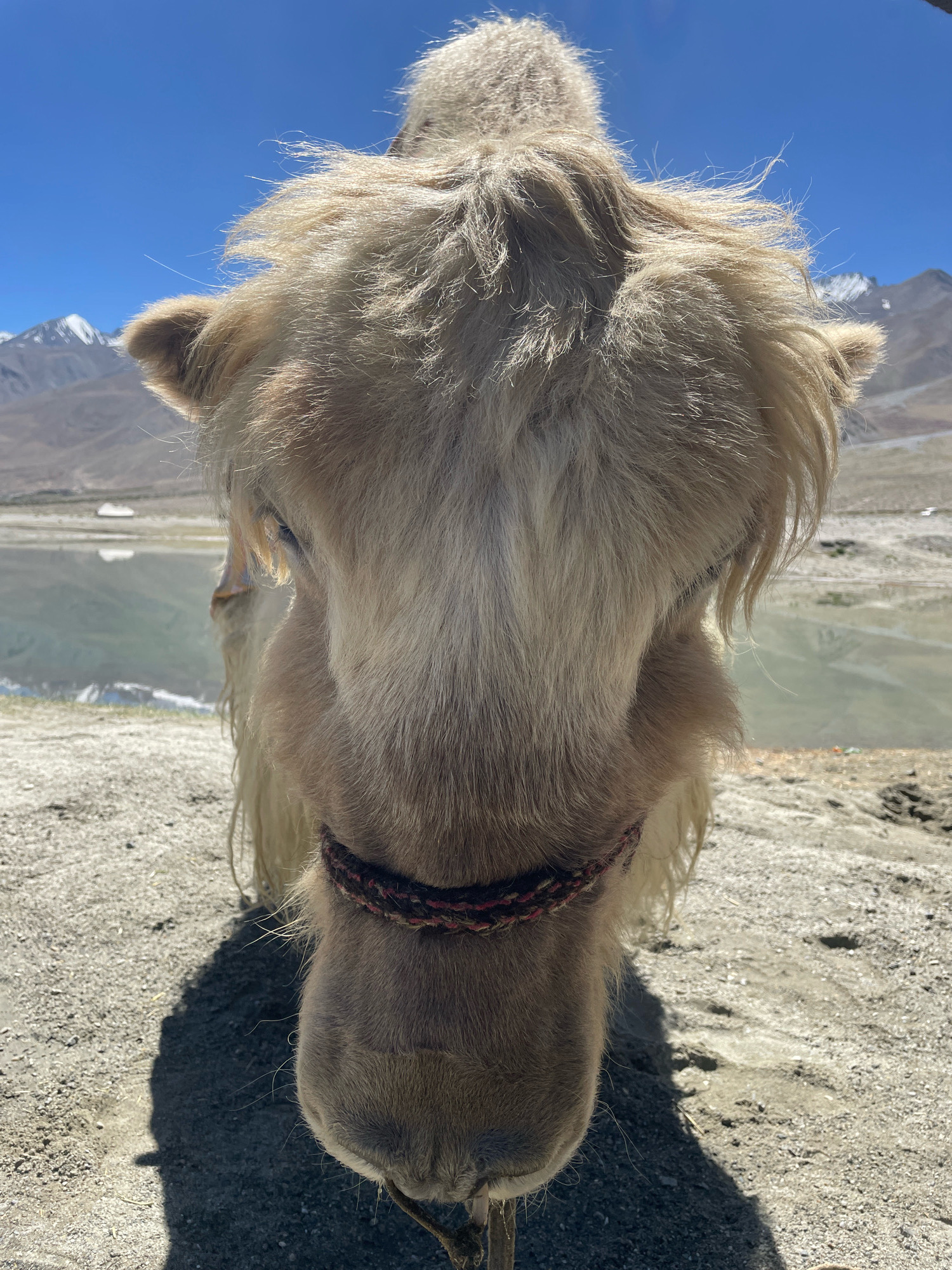 The image shows a close-up, head-on view of a Bactrian camel in an outdoor, arid environment. The camel's fluffy, light-colored fur dominates the foreground, with its head taking up most of the frame. A braided, reddish-brown halter is visible around its neck. In the background, a calm body of water reflects the clear blue sky and distant, snow-capped mountains. The ground in the foreground appears to be sandy or gravelly, with a distinct shadow cast by the camel. The overall setting suggests a remote, high-altitude location. The city of Unknown, India is mentioned, but there are no specific urban elements visible in the image.