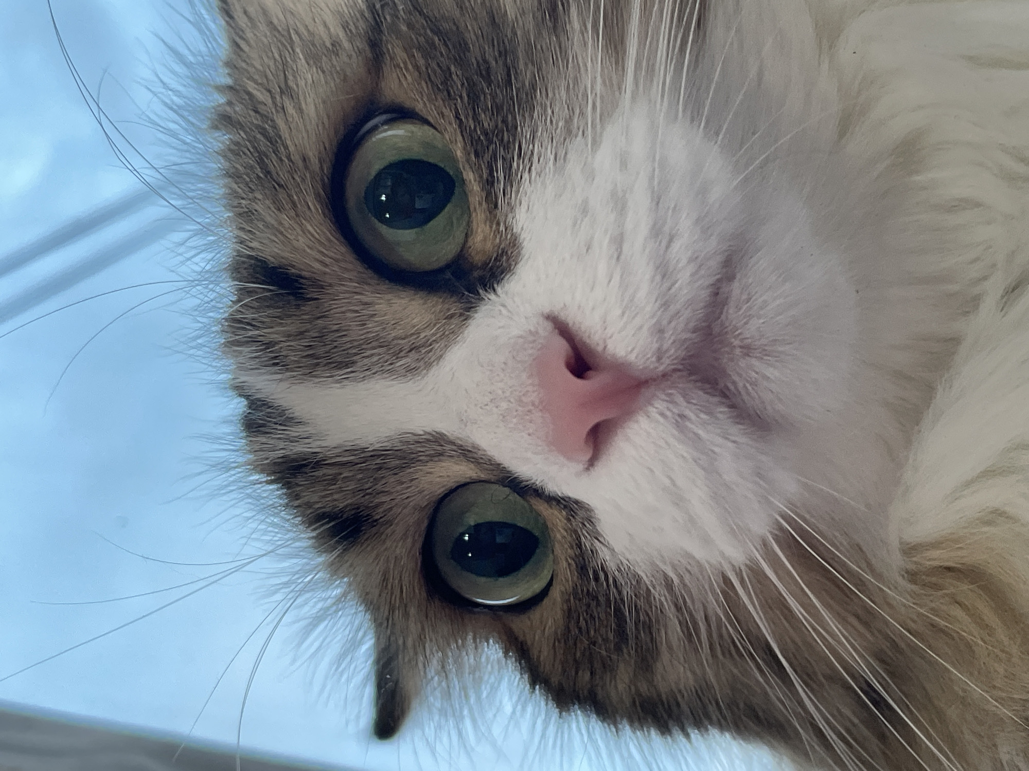 A close-up, low-angle shot captures the face of a fluffy cat with wide, green eyes and a pink nose. The cat's fur is a mix of brown, white, and gray tabby markings. The background is a soft, out-of-focus blue, possibly a sky or a wall. The image is a photographic portrait of a domestic cat. There is no information available about the location of this image in Izhevsk, Russia.