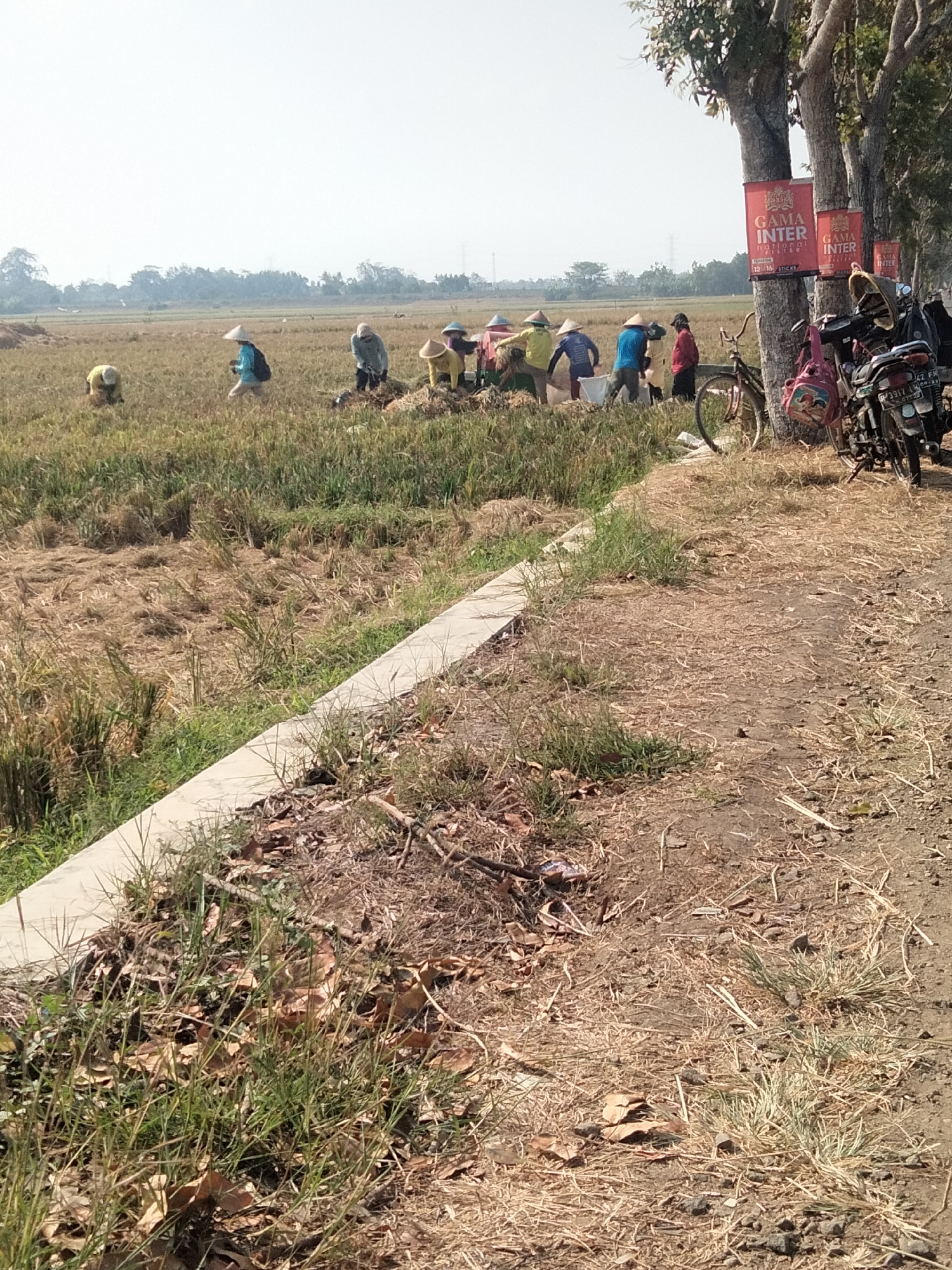 In Doplang, Indonesia, a group of farmers are harvesting crops in a sunlit field. Several individuals, dressed in traditional conical hats and casual clothing, are actively engaged in the work. Some are bent over, gathering stalks, while others appear to be sorting or moving the harvested material. The field is characterized by dry, golden-brown stubble, indicating the end of the harvest season. In the background, a line of trees stands tall, some adorned with red banners that read "GAMA INTER". A bicycle and a motorcycle are parked near the trees, suggesting transportation for the workers. The environment appears rural, with a clear, bright sky overhead and a dry, dusty path in the foreground.