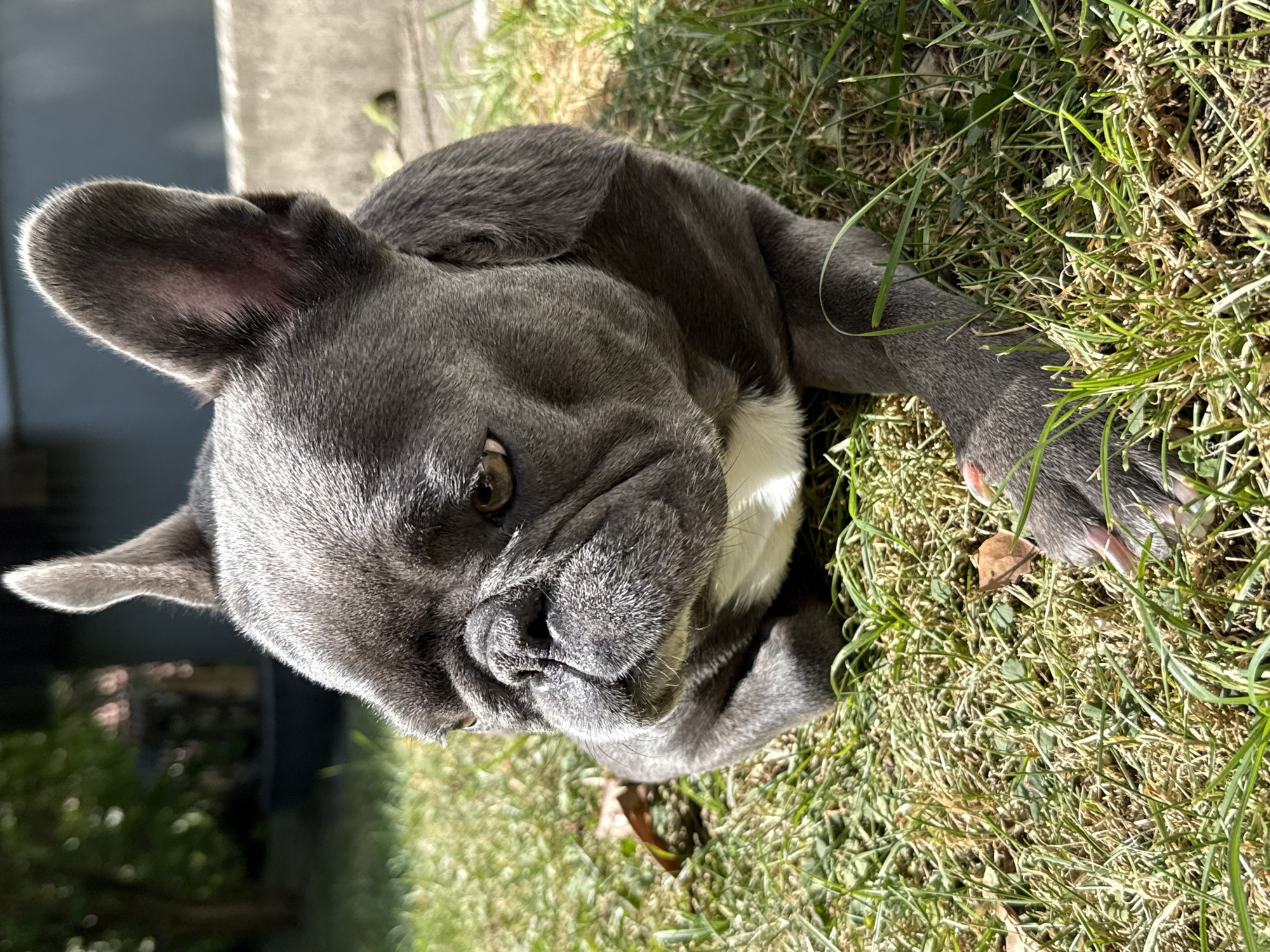 A grey French Bulldog is lying on a grassy lawn outdoors in Bad Sachsa, Germany. The dog is looking to its left, with its head tilted slightly. Its ears are perked up, and its eyes are open. The dog's coat is short and smooth, and its body is muscular. The grass is green and lush, and there are a few brown leaves scattered on the ground. The background is blurred, but it appears to be a residential area with a house and a fence. The sun is shining, and the lighting is bright and natural.