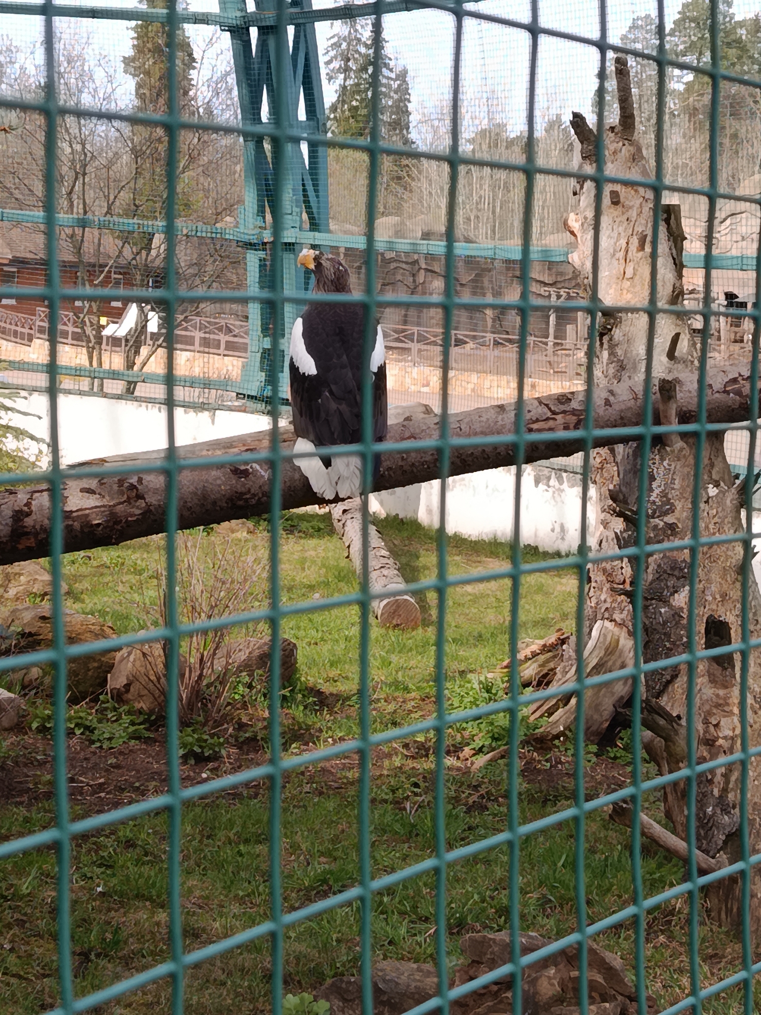The image depicts a Steller's sea eagle perched on a branch within an enclosure at the Izhevsk Zoo in Izhevsk, Russia. The eagle has dark plumage, a yellow beak, and white markings on its wings and tail. It is positioned on a horizontal branch connected to a dead tree. The foreground is dominated by a green wire fence, which obscures the view. The enclosure floor is covered in grass, with scattered rocks and a small shrub. In the background, there are glimpses of other zoo structures, including wooden fences and what appears to be a building. Bare trees suggest it is not summer.