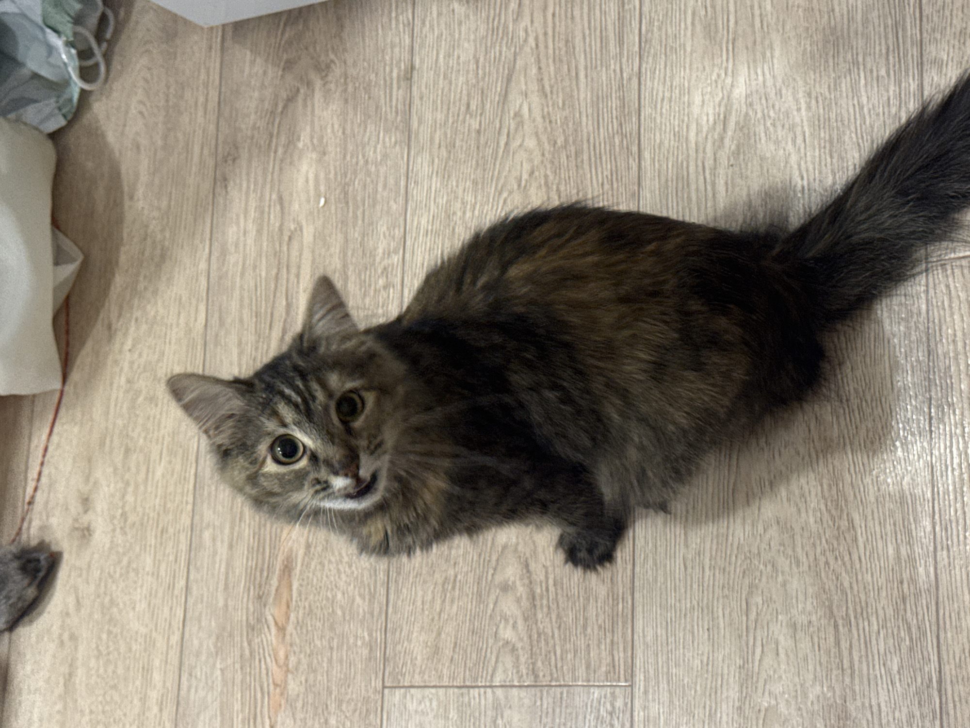 A medium-haired tabby cat with large, expressive eyes is seated on a light-colored wooden floor. The cat is looking up and to the left with its mouth slightly open, as if it is meowing or about to play. Its fur is a mix of brown, black, and gray tabby markings. The floor appears to be laminate or wood planking. In the upper left corner of the image, a gray toy mouse is visible. In the upper right corner, there are blurred objects that appear to be fabric items, possibly clothing or bedding. The lighting suggests an indoor setting. The scene is entirely indoors and does not provide any specific location details that can be used to determine it is in Saratov, Russia.