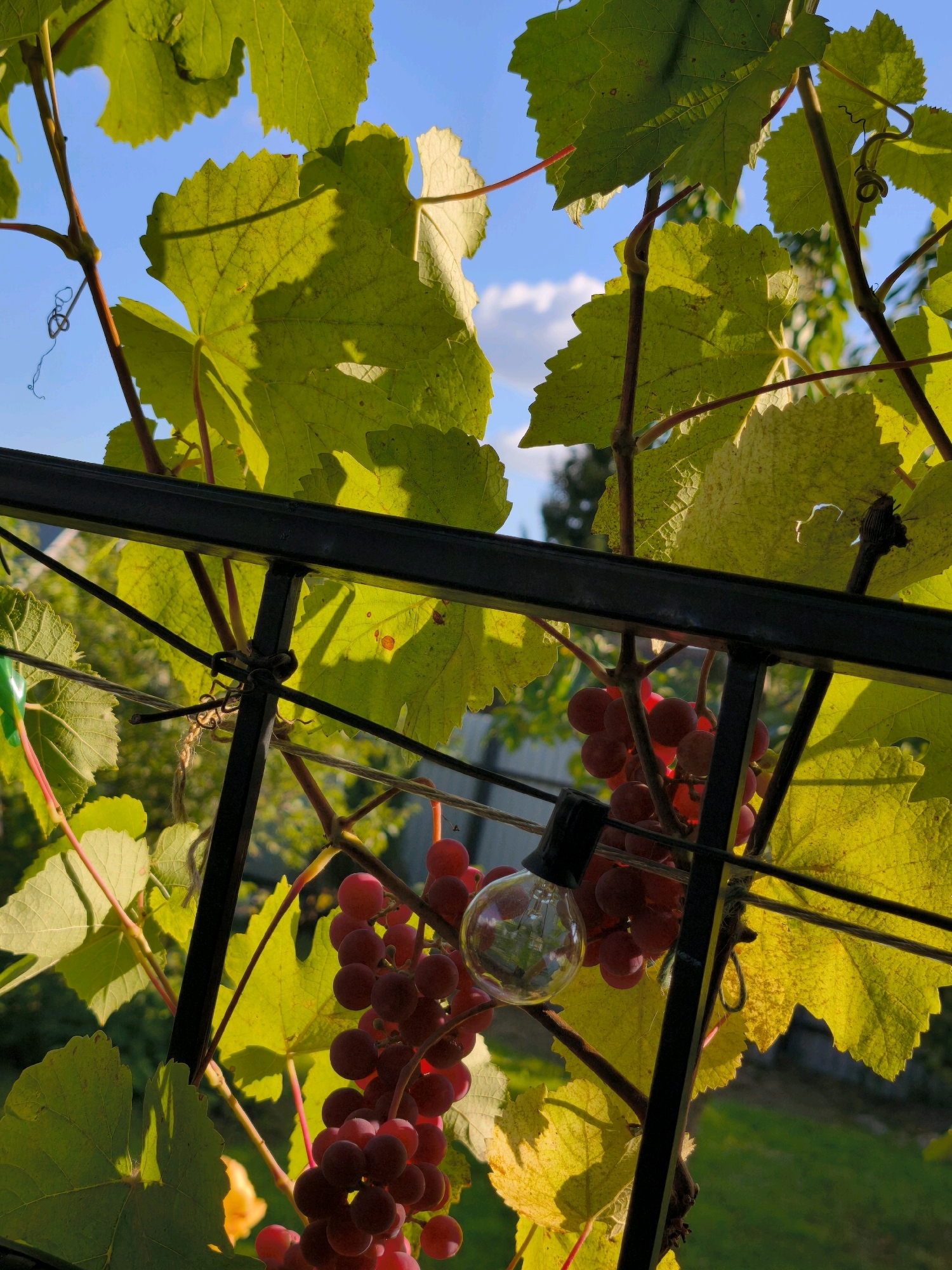The image depicts a close-up view of ripening red grapes hanging from a vine, set against a backdrop of bright green leaves and a blue sky with scattered clouds. A black metal trellis runs horizontally across the middle of the frame, partially obscuring the grapes and leaves. A clear glass lightbulb with a black socket is attached to a wire that is also strung across the trellis, positioned near a cluster of grapes. The lighting suggests it is either early morning or late afternoon, with sunlight casting shadows on the leaves. The environment appears to be an outdoor setting, possibly a garden or backyard, with hints of grass visible in the background. There are no people visible in the image, and no specific details are provided to indicate the location in the city of Vyshegorod, Russia.