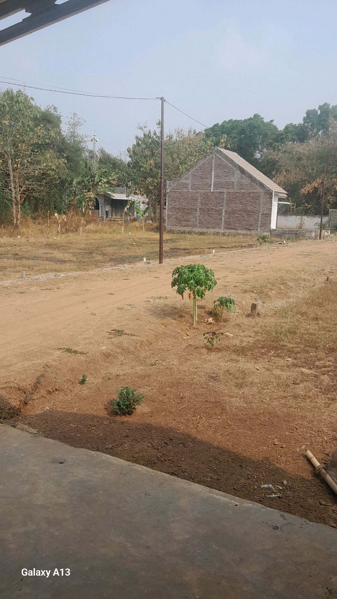 The image depicts an outdoor scene in Hadipolo, Indonesia, with a focus on a dirt road winding through dry, grassy terrain. A small papaya tree with green leaves stands to the right of the road, accompanied by a couple of smaller saplings. In the background, a house under construction is visible, its brick walls partially completed, and a light-colored roof. To the left of the house, another building with a corrugated metal roof can be seen. The sky is clear and pale blue. The foreground features a concrete surface, casting a shadow, suggesting the photo was taken from a porch or similar structure. The overall environment appears arid and undeveloped, with scattered trees and sparse vegetation.