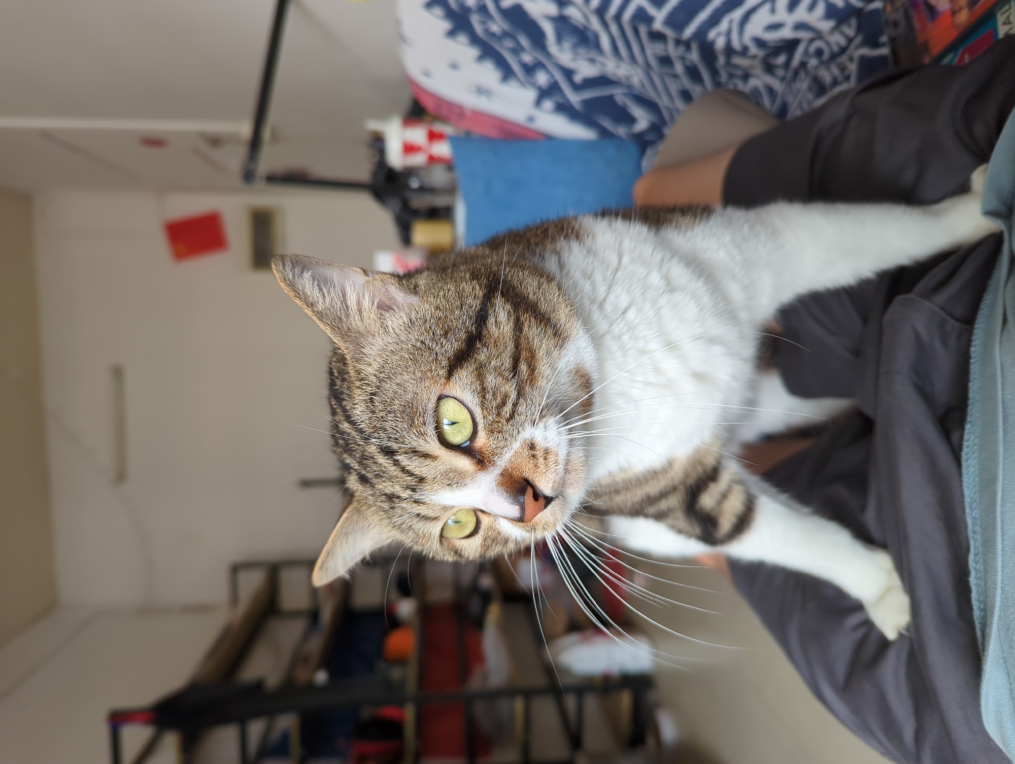 A tabby and white cat is being held up. The background shows a room with a shelf. There is clothing and a blue pillow in the top right corner of the image. The location is likely indoors. There is no definitive information to determine that the location is in the city of Shunde District, China.