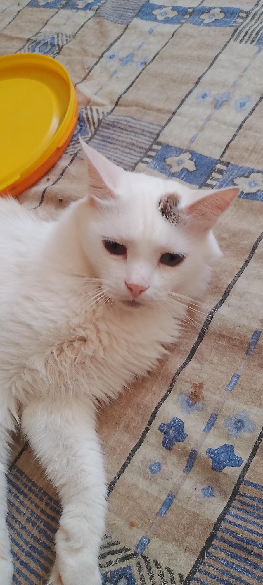 An indoor, close-up, eye-level shot captures a white cat with a small brown patch on its forehead, lying on a tan and blue patterned blanket. The cat's fur is long and fluffy, and its eyes are dark and partially closed. To the left of the cat, a bright yellow plastic lid is partially visible. The blanket has a grid-like pattern with blue floral or star-shaped motifs. The scene appears to be in a domestic setting, possibly a home in Belgorod, Russia, though no specific location markers are evident.