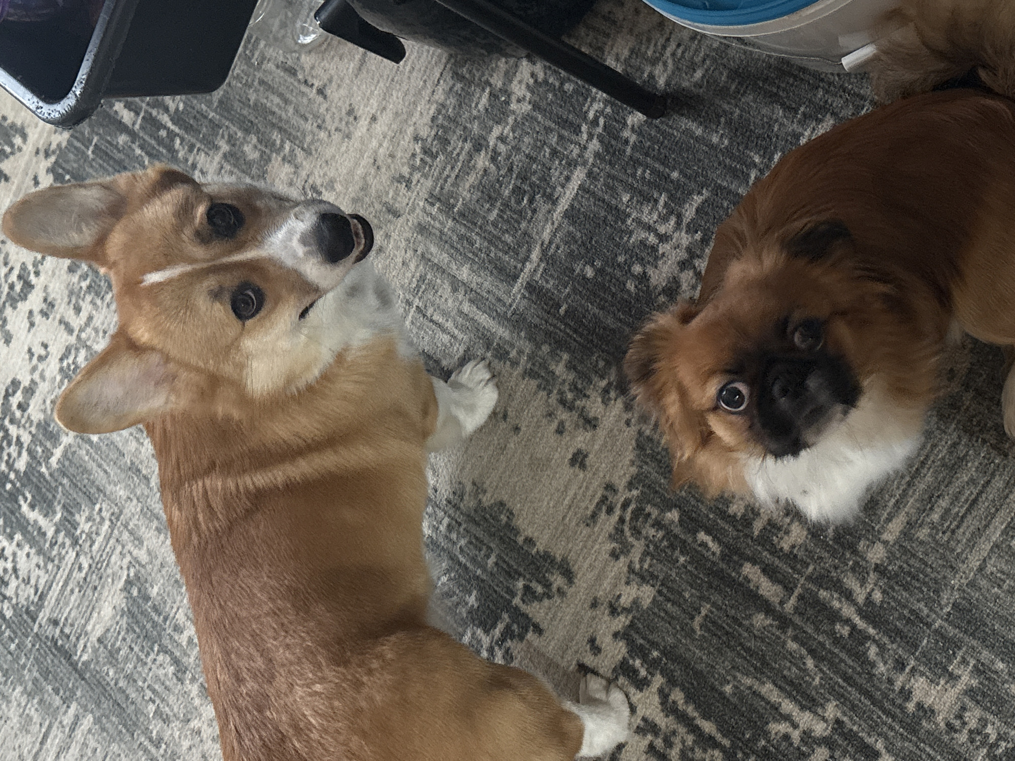 Two dogs, a corgi and a long-haired brown dog with a white chest, are looking up at the camera on a gray patterned rug. The background includes parts of a chair and a container. The location is unknown and has no evident connection to Klin, Russia.