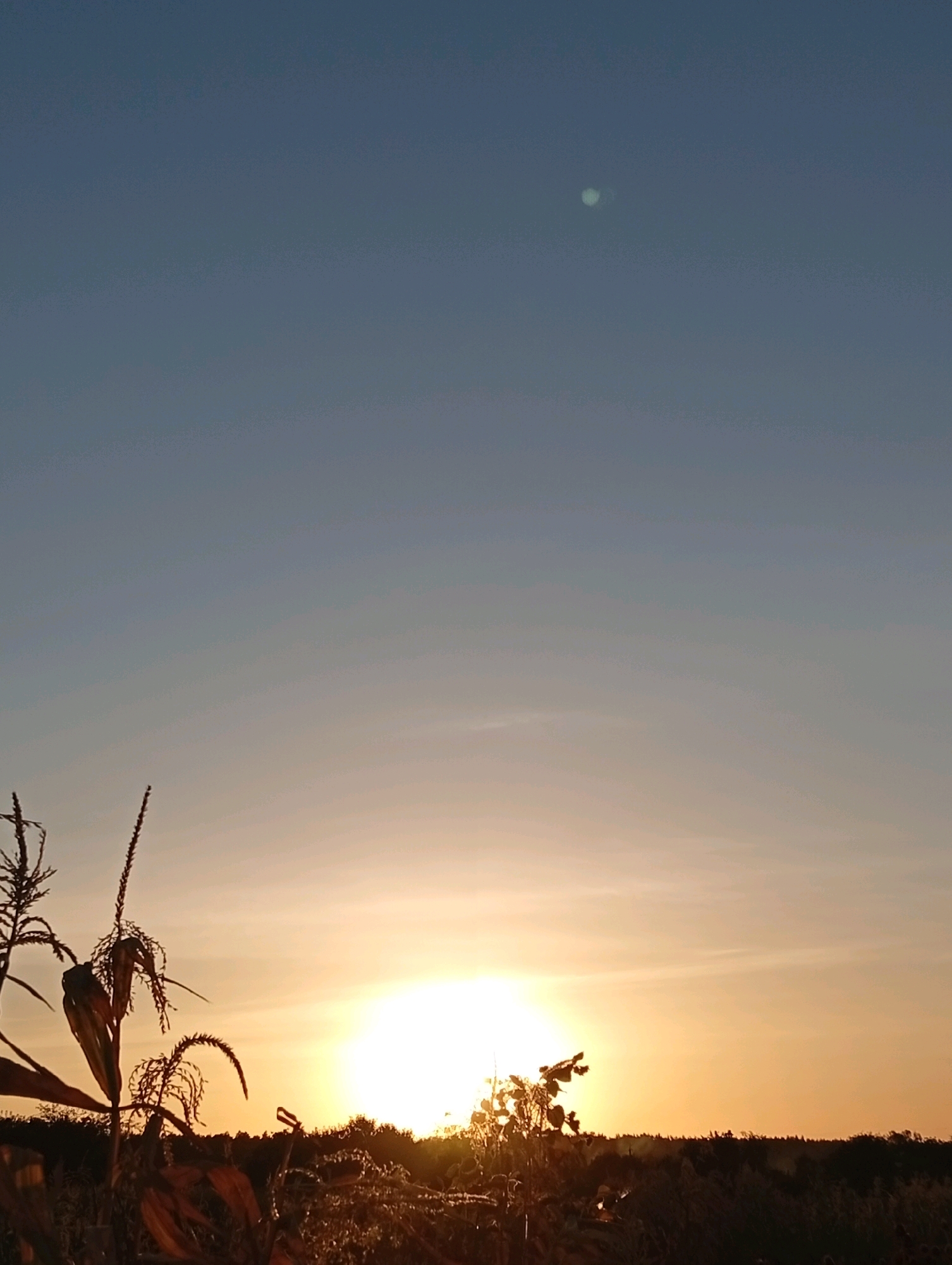 The image depicts a silhouetted cornfield against a sunset sky. The sun is low on the horizon, casting a warm golden light across the scene. A faint, circular object, possibly a lens flare or atmospheric phenomenon, is visible in the upper portion of the sky. The corn stalks in the foreground are dark and their textures are softened by the low light. The horizon is lined with trees, also silhouetted against the vibrant sky. The overall atmosphere is serene and natural, with no signs of urban elements or human presence. The location is identified as Unknown, Unknown.