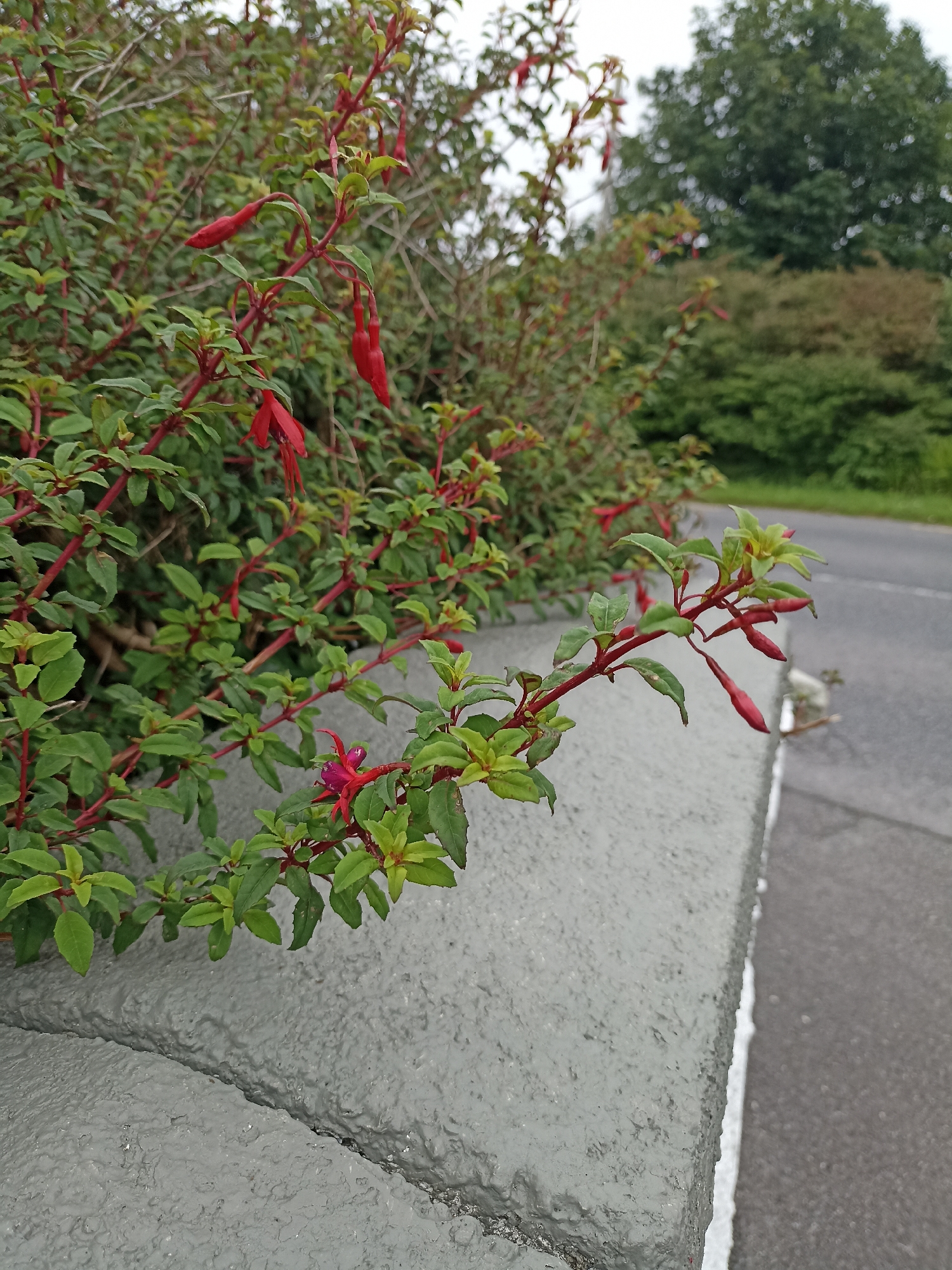 The image depicts a close-up view of a flowering bush with red and green foliage, situated alongside a road. The bush is adorned with numerous red, bell-shaped flowers and buds, with some of the flowers in bloom. The plant is growing over a textured, grey concrete wall, which shows signs of wear and a visible crack. Beyond the wall and the bush, a paved road is visible, with a white line marking its edge. In the background, lush green trees and foliage form a natural landscape, suggesting an outdoor setting in a rural or semi-rural area. The sky above is overcast and light grey. The location in Annagry West, Ireland, is consistent with this type of scenery, which often features coastal vegetation and well-maintained roads bordering natural landscapes. No people are visible in the image.