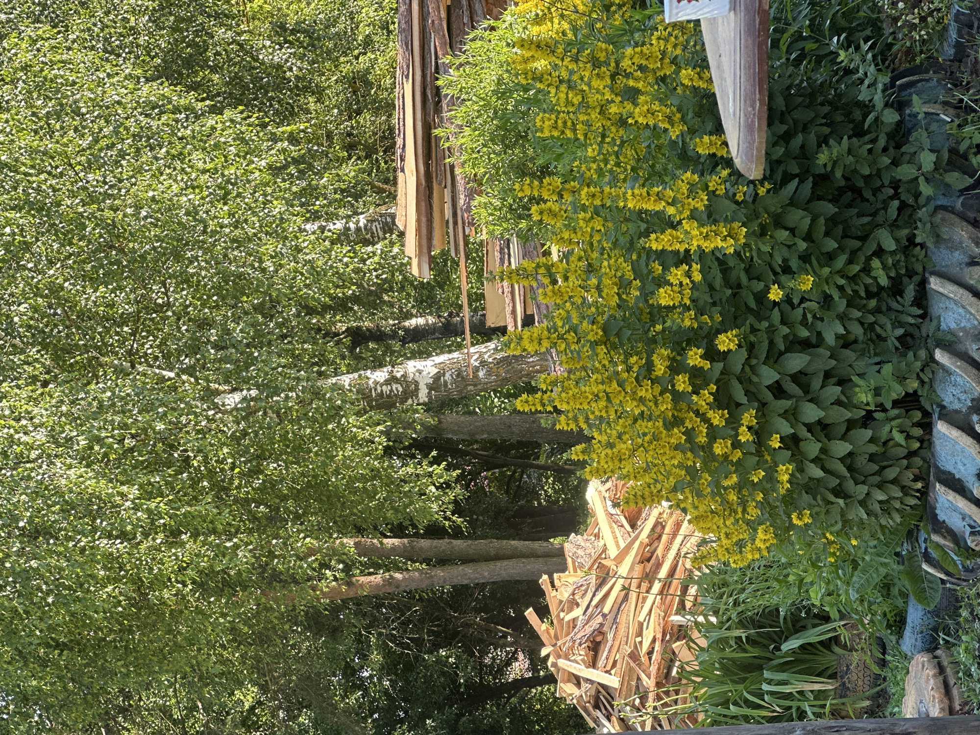 The image depicts an outdoor scene with lush green foliage and bright yellow flowers, likely taken on a sunny day. The composition is dominated by natural elements, with trees and bushes forming a dense backdrop. In the foreground and mid-ground, a large cluster of yellow flowers, possibly Lysimachia punctata, creates a vibrant focal point. To the left of the flowers, a stack of freshly cut lumber or firewood is visible, arranged in a rustic pile.
Further back, several tree trunks are apparent, some with a pale, almost white bark, suggesting they might be birch trees. The overall setting appears to be a rural or natural environment, possibly a garden, a wooded area, or the outskirts of a village. The lighting suggests it is daytime, with sunlight illuminating the scene and highlighting the textures of the plants and wood. There is no visible text in the image. The scene conveys a sense of natural beauty and perhaps a hint of agricultural or domestic activity due to the presence of the woodpile. The overall mood is peaceful and serene.