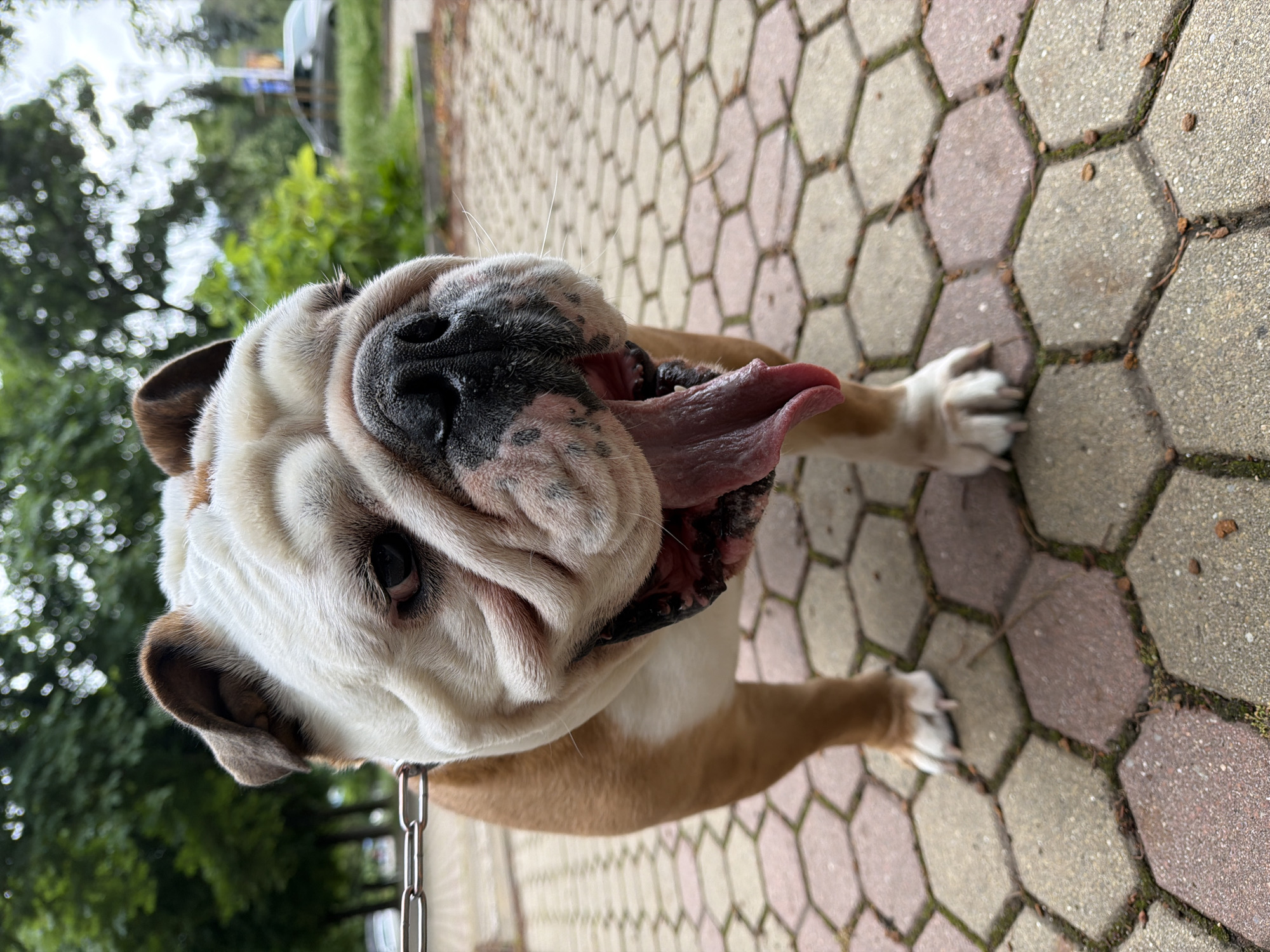 An English Bulldog is pictured outdoors, standing on a sidewalk paved with hexagonal bricks. The dog, primarily white with brown markings, has its mouth open and tongue hanging out, suggesting it might be hot or panting. A silver chain leash is visible around its neck. In the background, out of focus, are trees, foliage, and a street with a car. The overall environment appears to be a public space in a city, possibly a park or a street in Sofia, Bulgaria, given the sidewalk's common design in the region. The lighting suggests it is daytime.