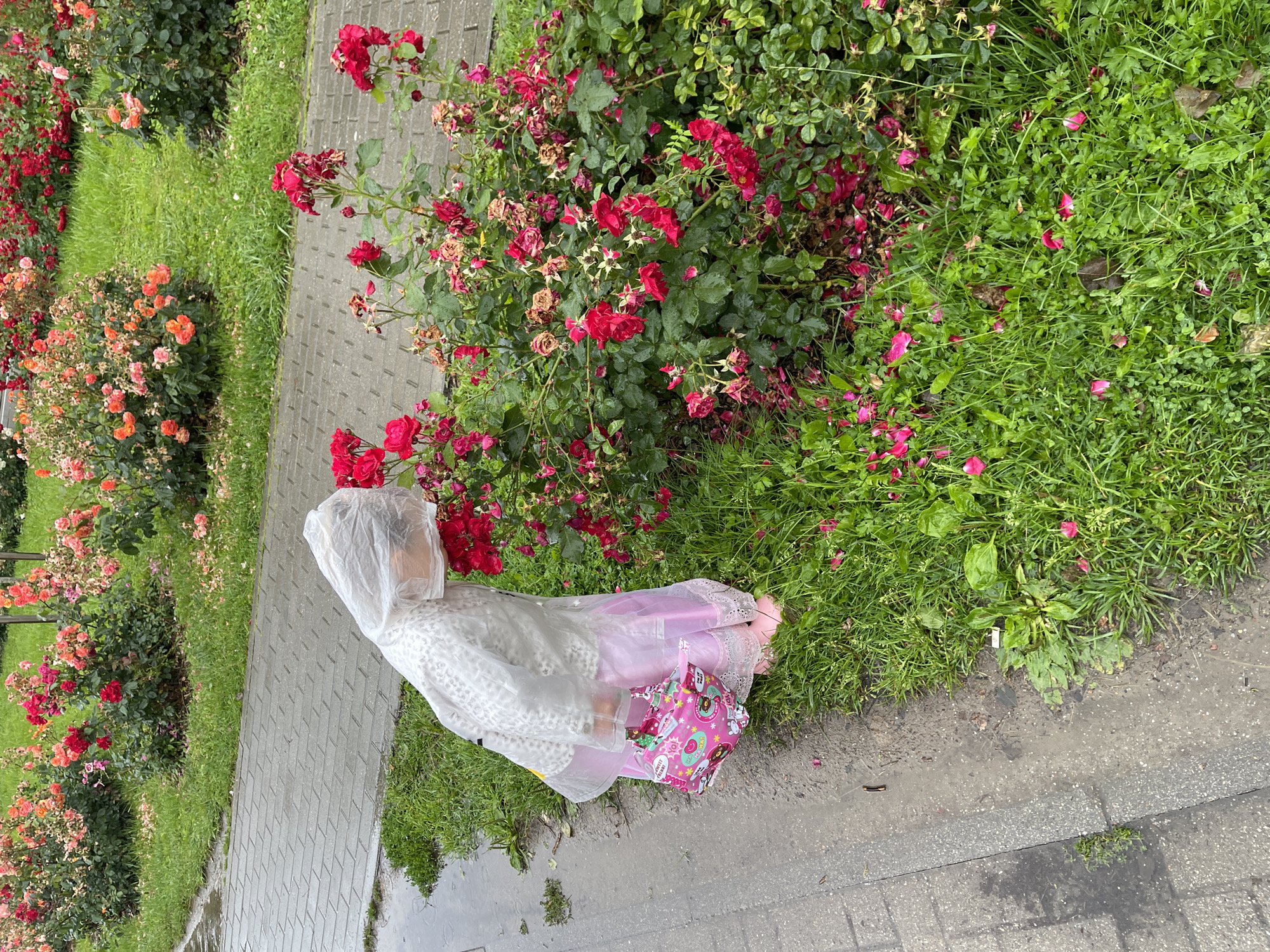 A young child, dressed in a translucent white raincoat over a pink dress and pink rain boots, bends over to smell red roses in a garden. The child is holding a pink handbag adorned with cartoon characters. The garden is located on a slightly damp paved walkway adjacent to a grassy area with rose bushes. The scene appears to be in Zelenogradsk, Russia, as indicated by the context provided. The weather seems to be overcast and possibly rainy, as suggested by the wet pavement and the child's attire. The rose bushes are in bloom, with some petals scattered on the ground.