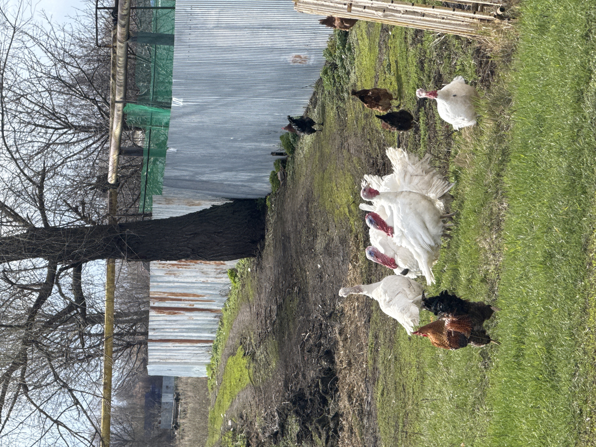 The image depicts a rural scene in Семёновка, Russia. Several turkeys and chickens are in a grassy yard. A corrugated metal fence borders the yard. A large, bare tree is adjacent to the fence. The ground transitions from grass to bare earth and moss near the fence.