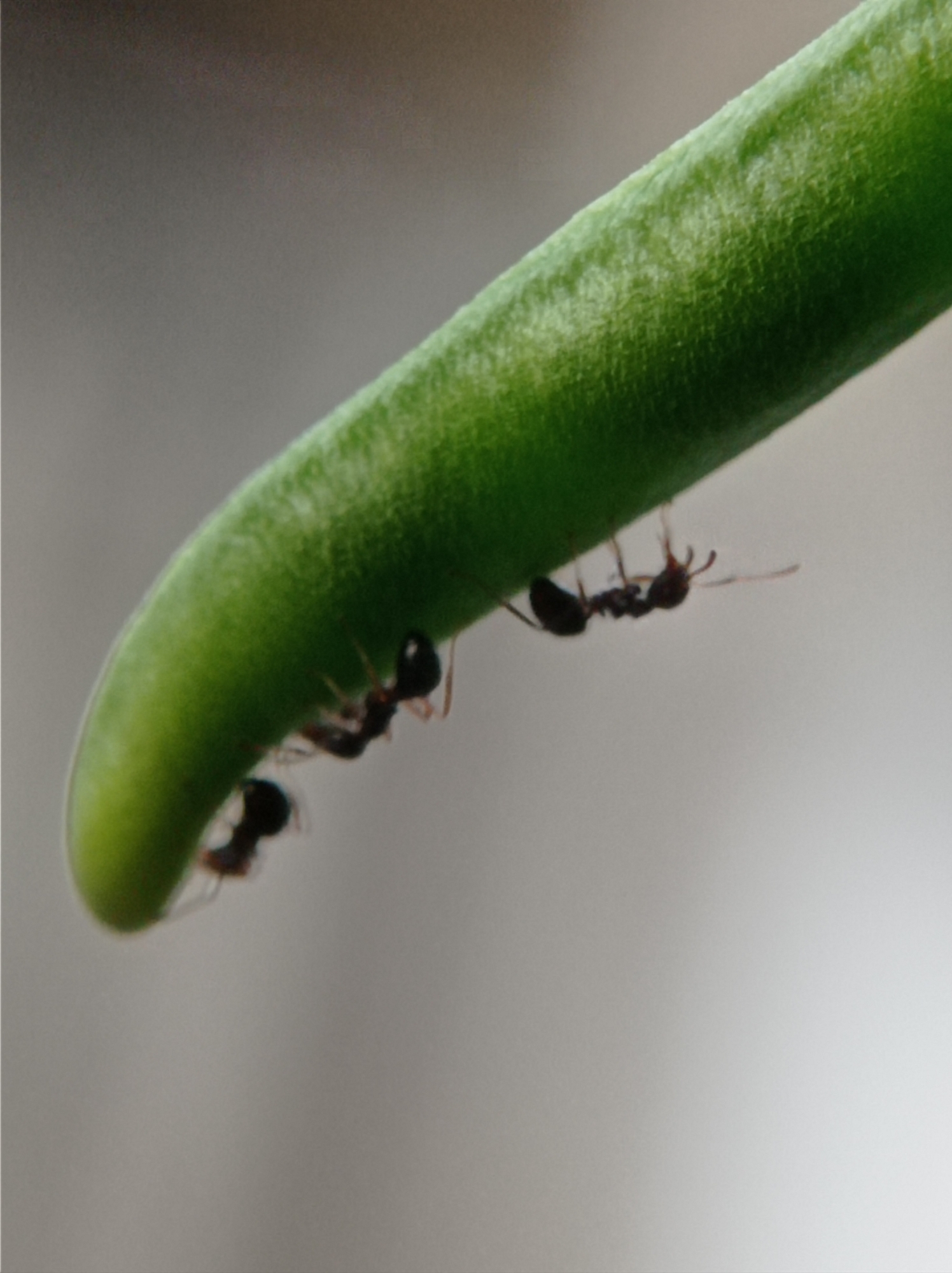 The image shows a close-up, macro shot of a bright green, textured stem or leaf, angled diagonally across the frame. Hanging upside down from the underside of this green object are three ants. One ant is clearly visible in the foreground, with its body, legs, and antennae distinct. Behind it, two other ants are less sharply in focus, appearing as darker shapes. The background is a blurred, neutral gray, suggesting an outdoor or natural environment. The overall impression is one of an examination of small life forms in their habitat. There is no information available to ascertain the location within Mulyoagung, Indonesia.