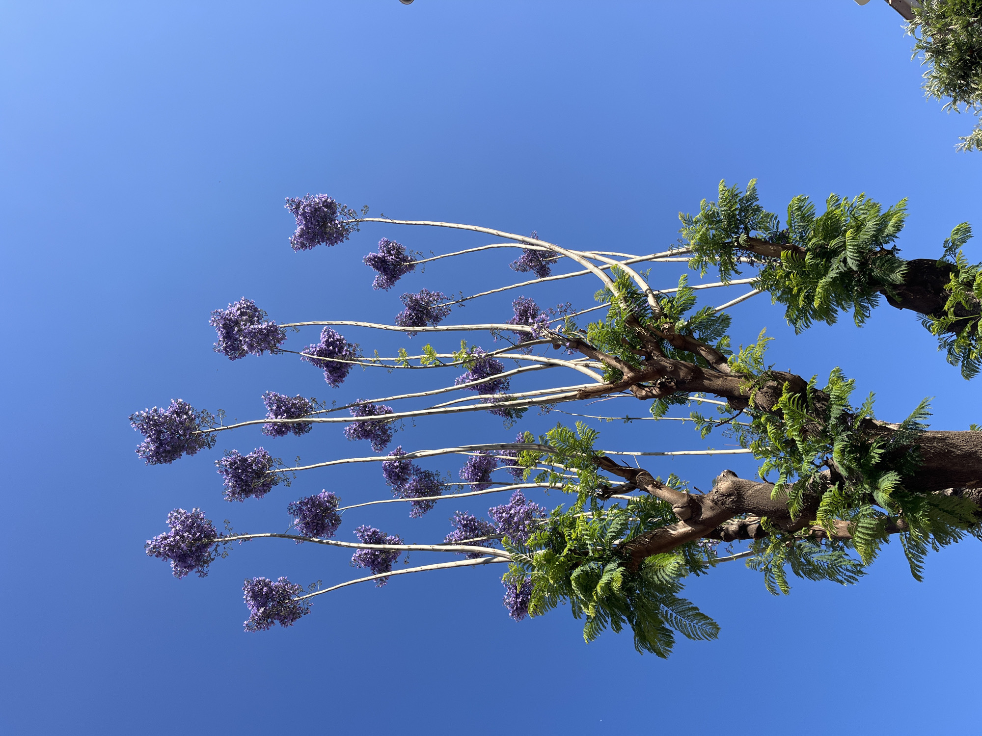 The image shows a Jacaranda tree in bloom against a clear blue sky. The location is Alanya, Turkey. The tree has a stout trunk and thick branches with fern-like leaves. Many of the branches have long, bare offshoots with clusters of purple flowers at the ends. The angle of the shot is from directly below, looking up at the tree.